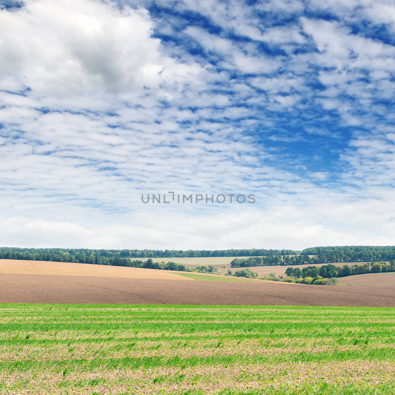  field and blue sky