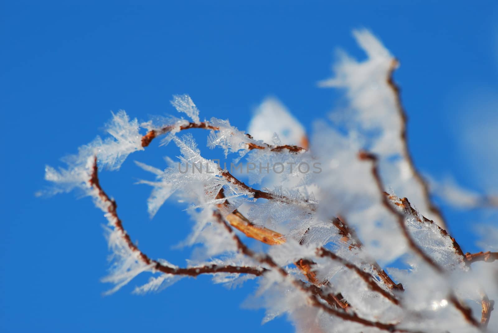 Detail image of freezed branch.  by hamik