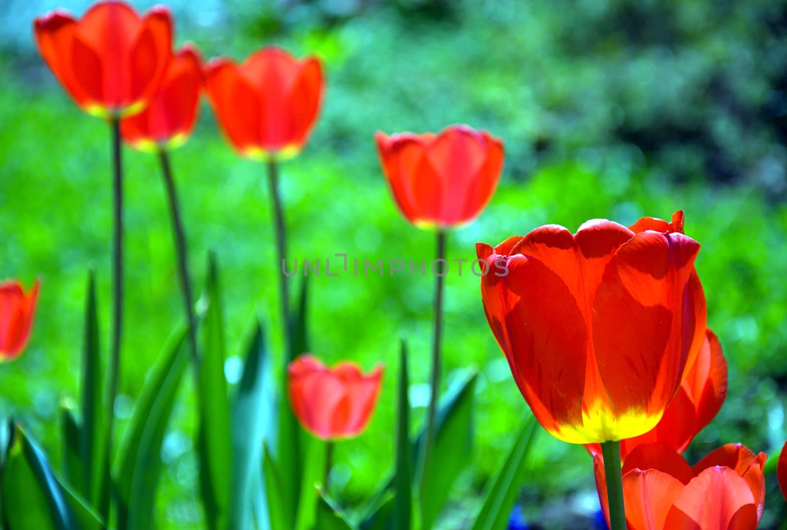 The red tulips on the green meadow. 
