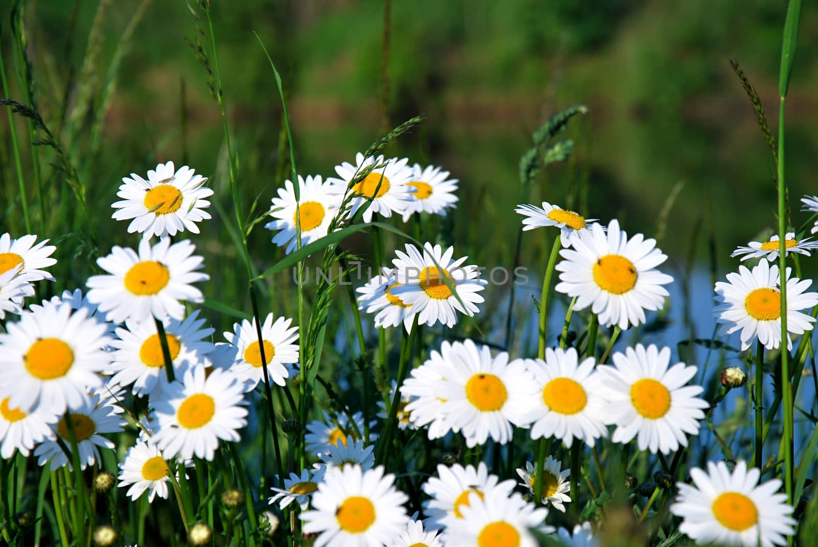 White daisy on the meadow.  by hamik