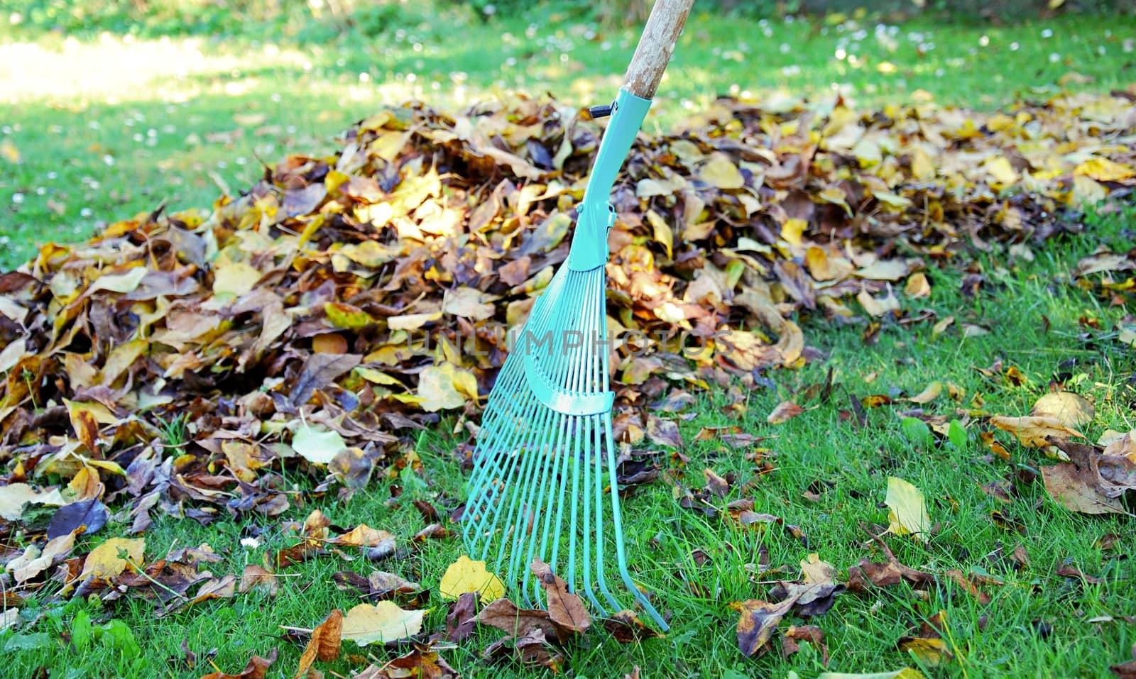 Autumn cleaning by hamik