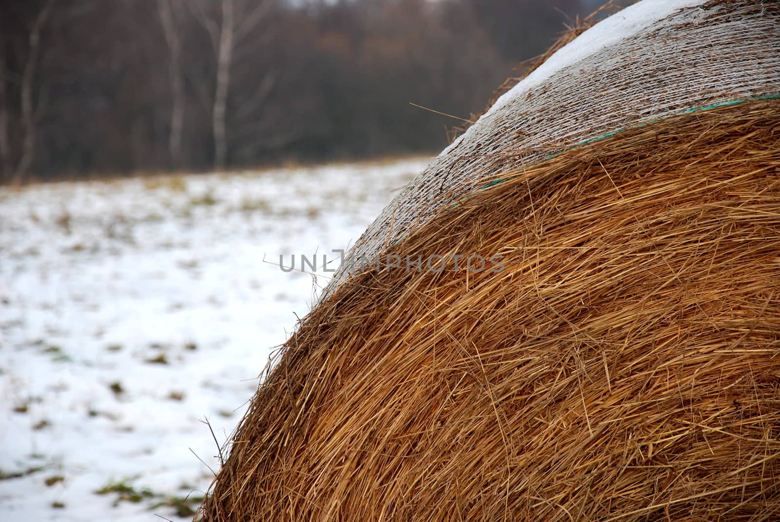 Bundle of straw.  by hamik