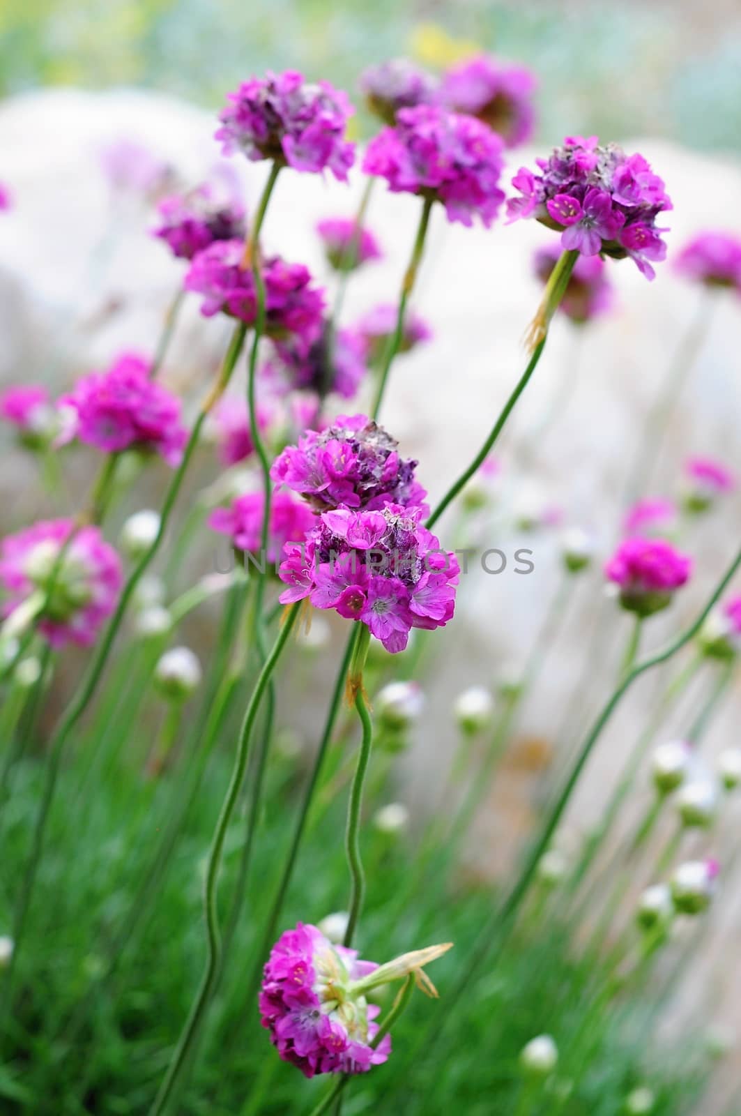 Violet flower by hamik