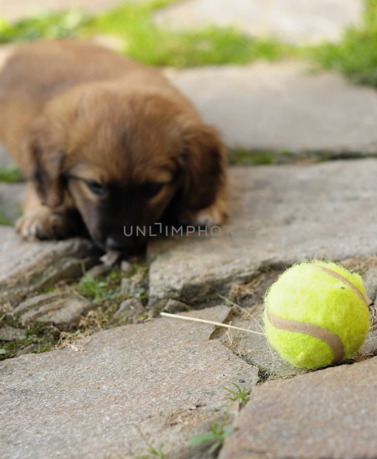 Small brown puppy, old only few weeks is playing with ball. 