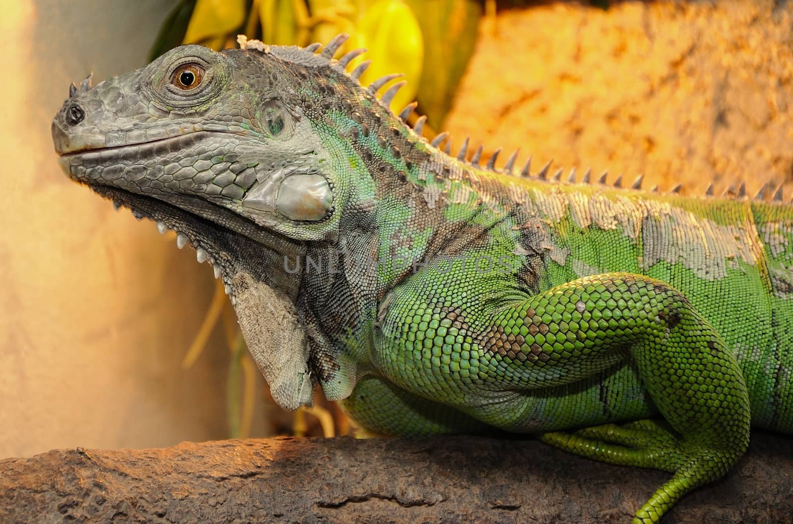 Green iguana jailed in terrarium.