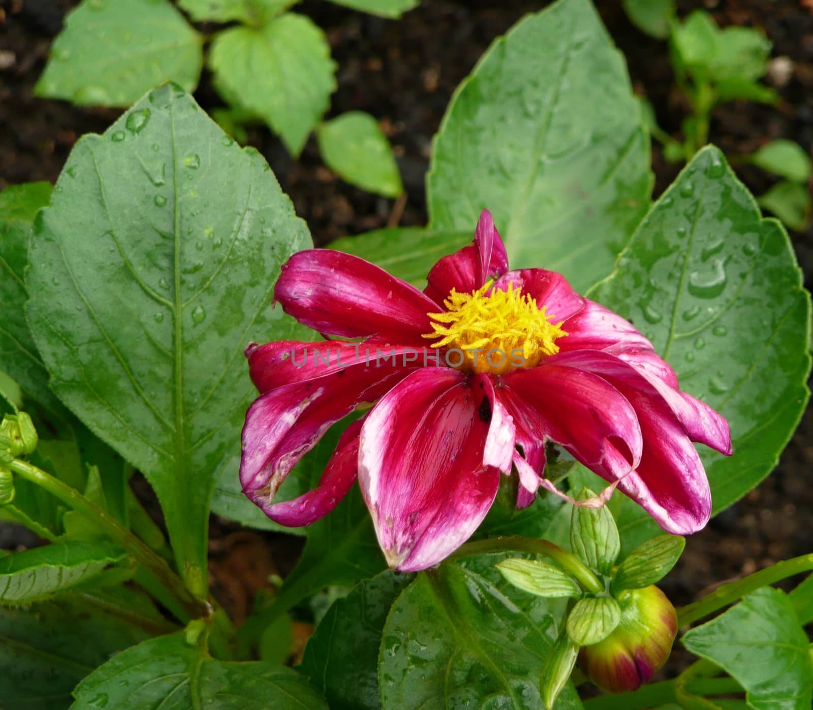 Detail macro photo of garden flover.