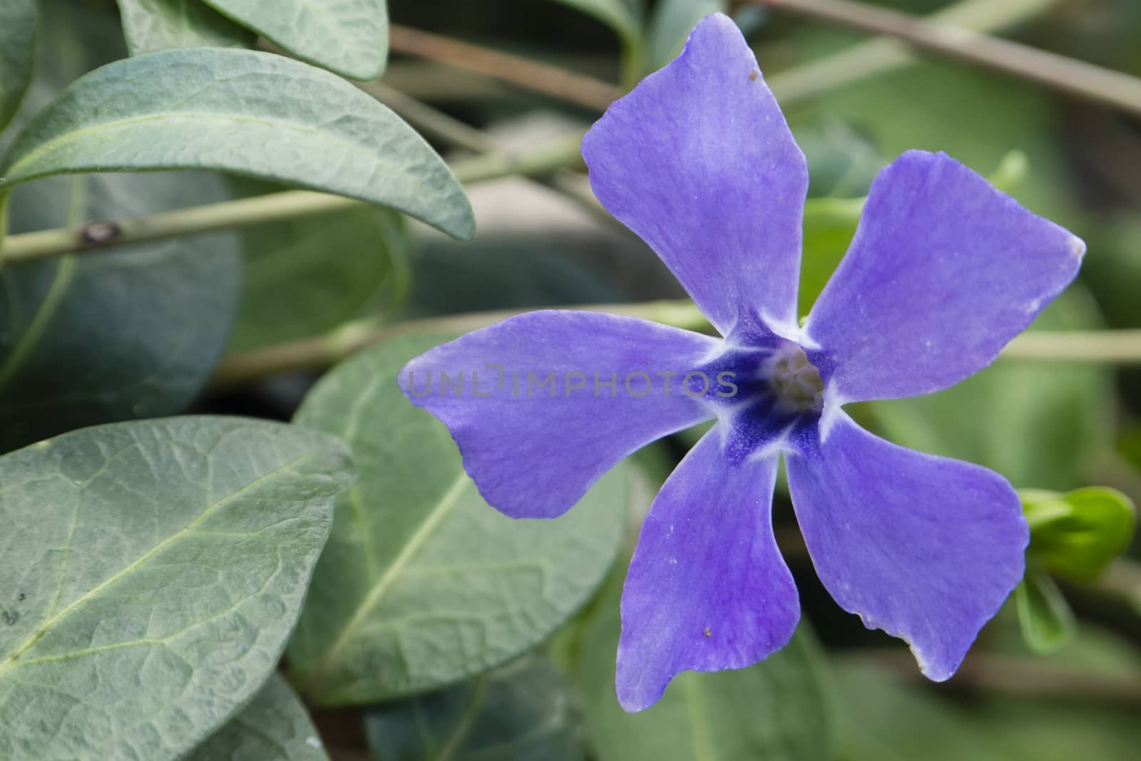 Periwinkle, Vinca flower, genus of flowering plants in the family Apocynaceae, native to Europe, northwest Africa and southwest Asia