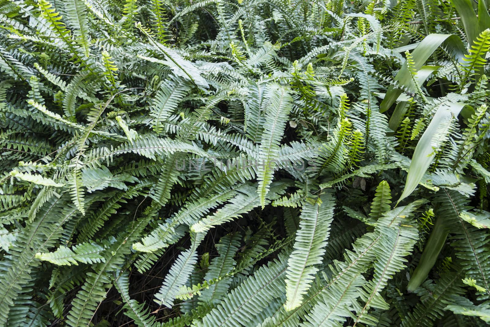 bush of green fern leaves in full growth