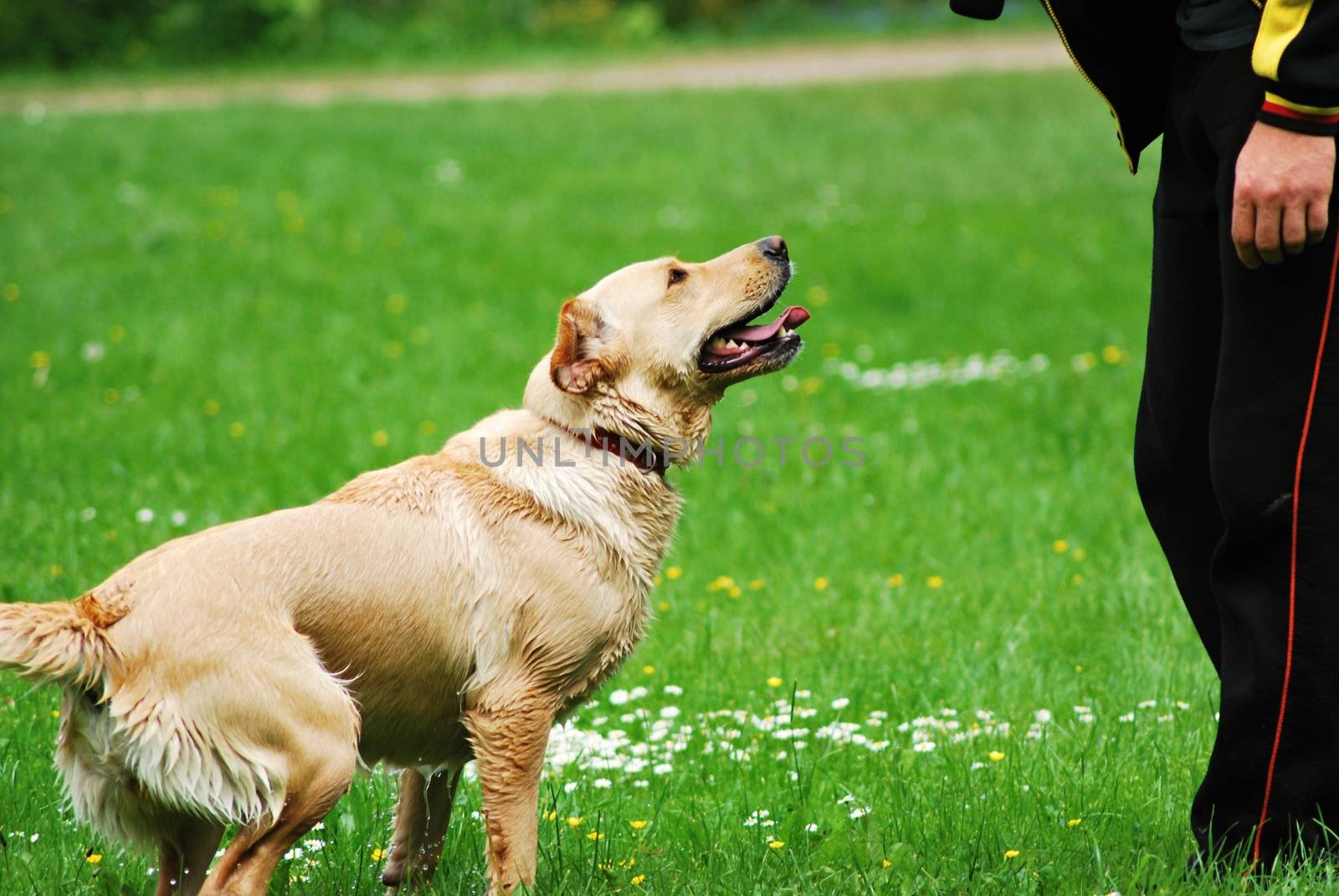 Training of the young nice dog.