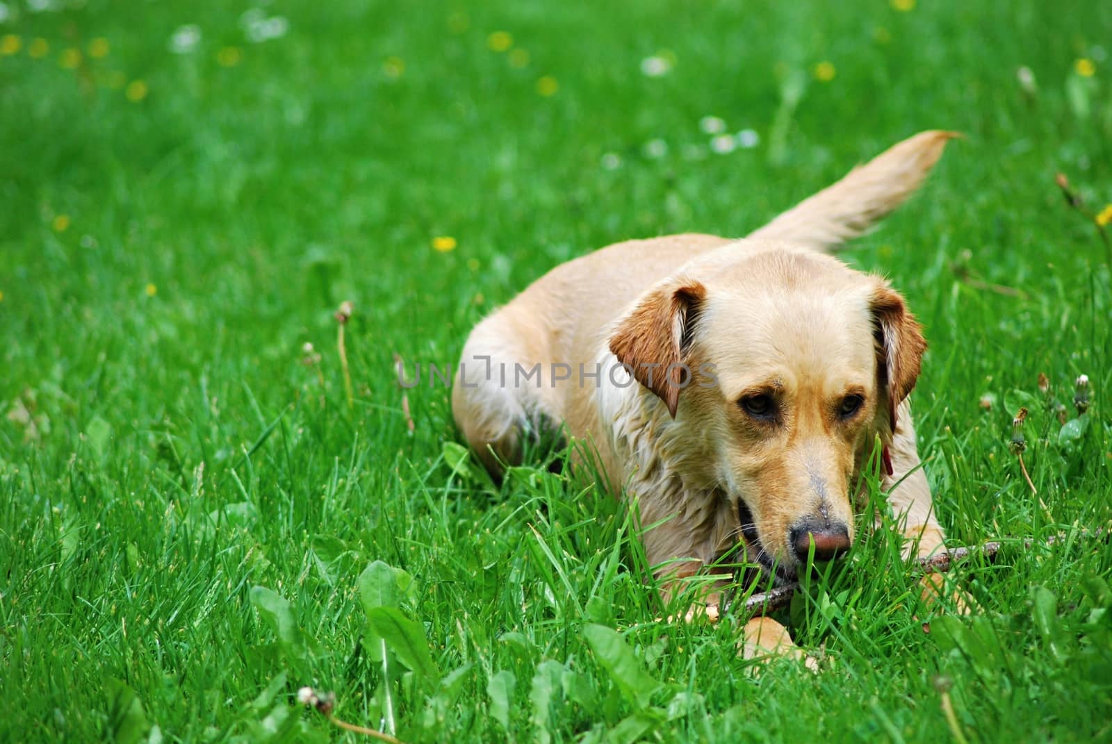 Young dog playing with small stick.