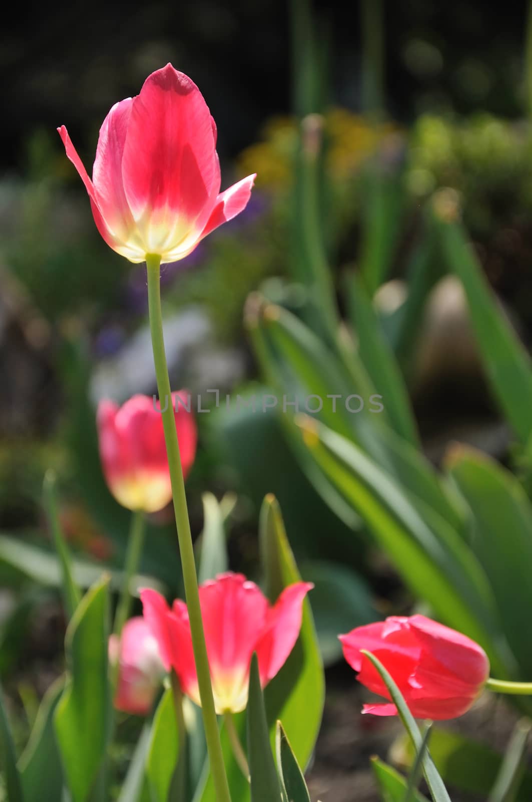 Closeup image of red tulips in garden.