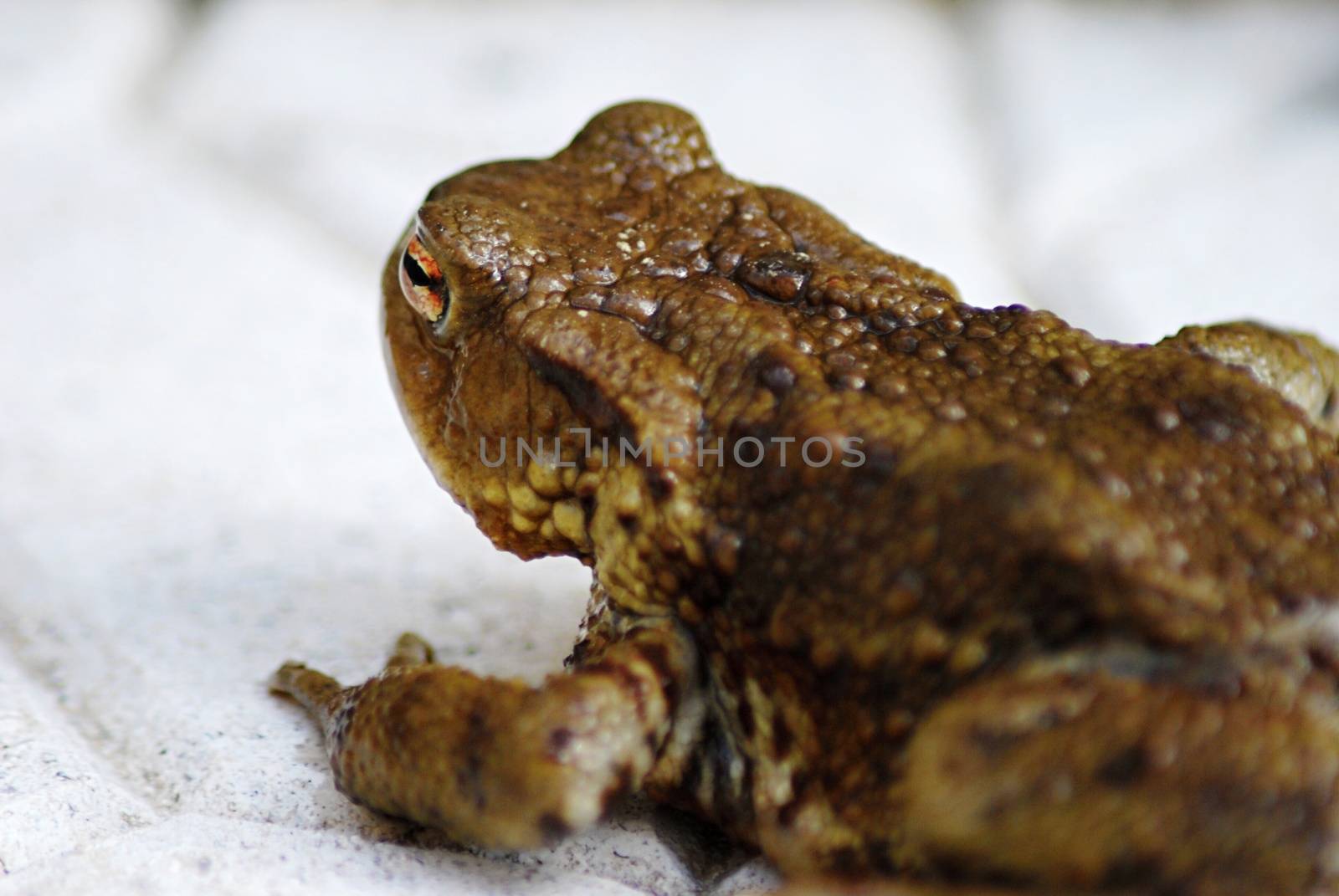 Ugly frog by hamik