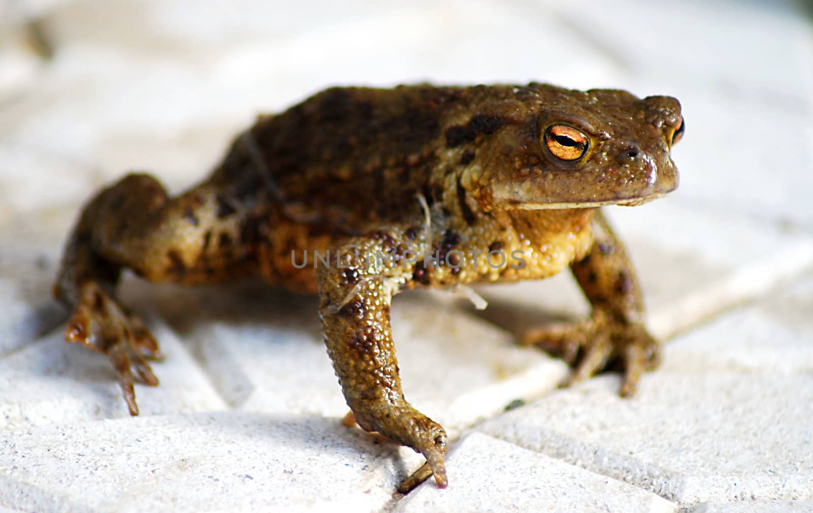 Closeup shoot of ugly brown frog.