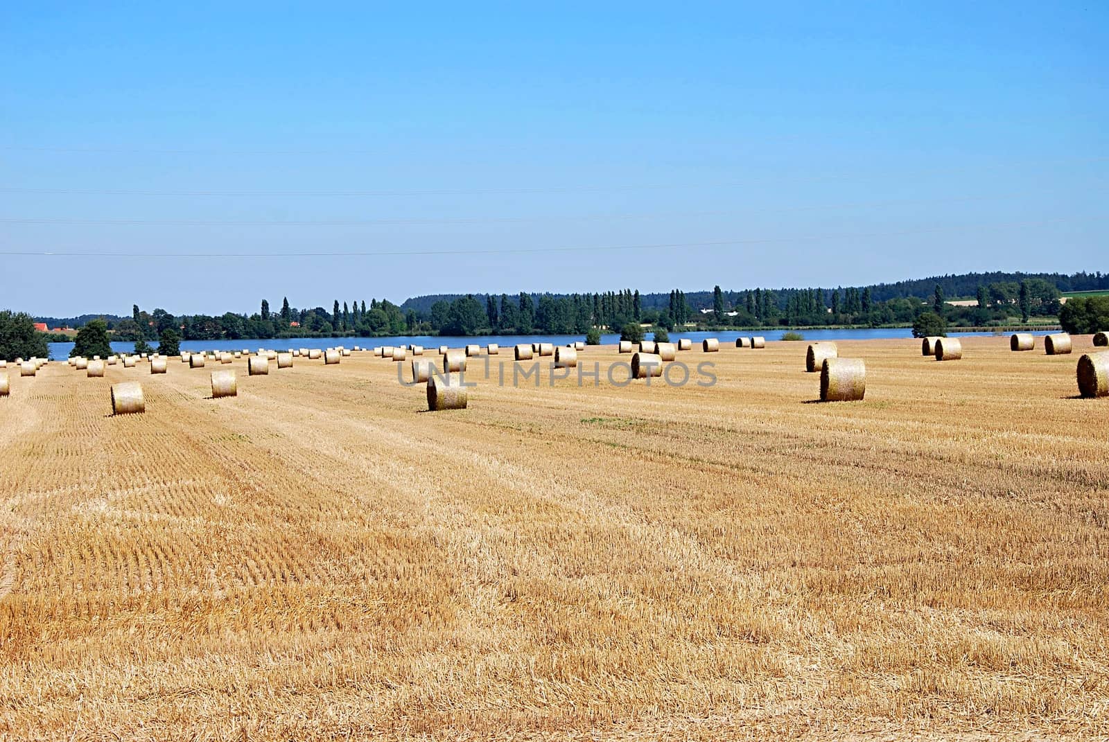 Big field with many straw rolls.