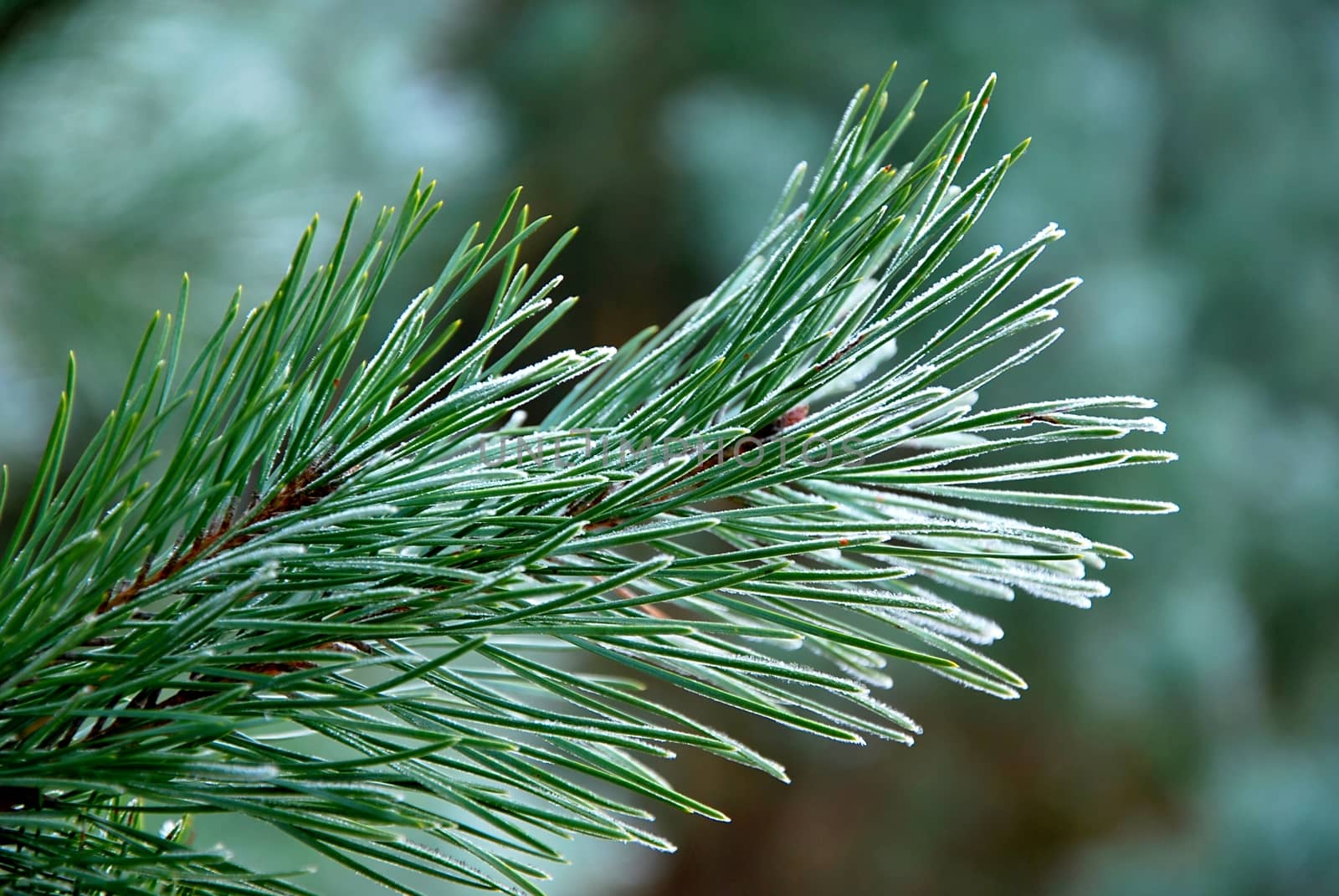 Frozen branch of pine-tree.