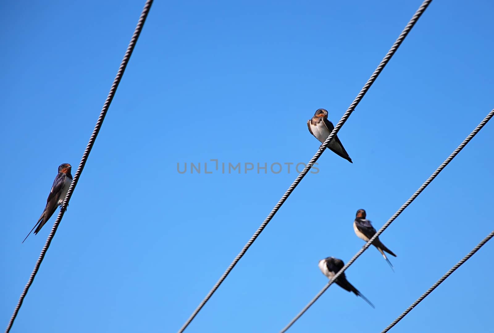 Cliff swallows are siting on the wire.