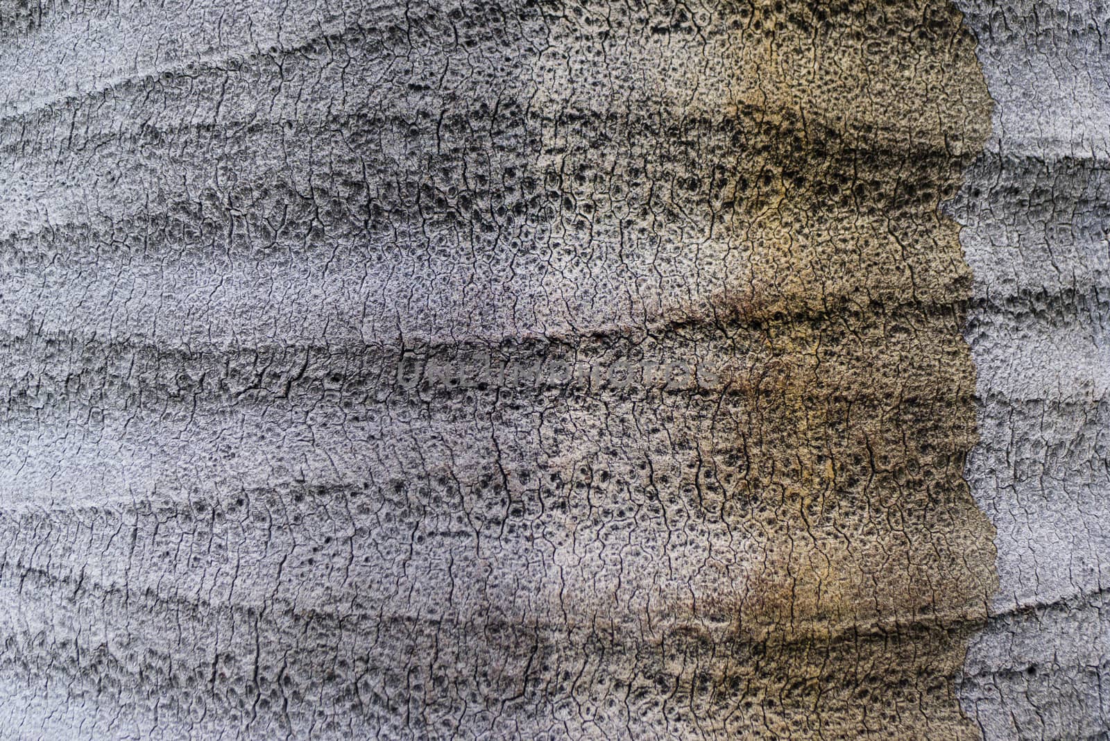 Tree Trunk detail of Jubaea chilensis, Chilean wine palm, Chile cocopalm.