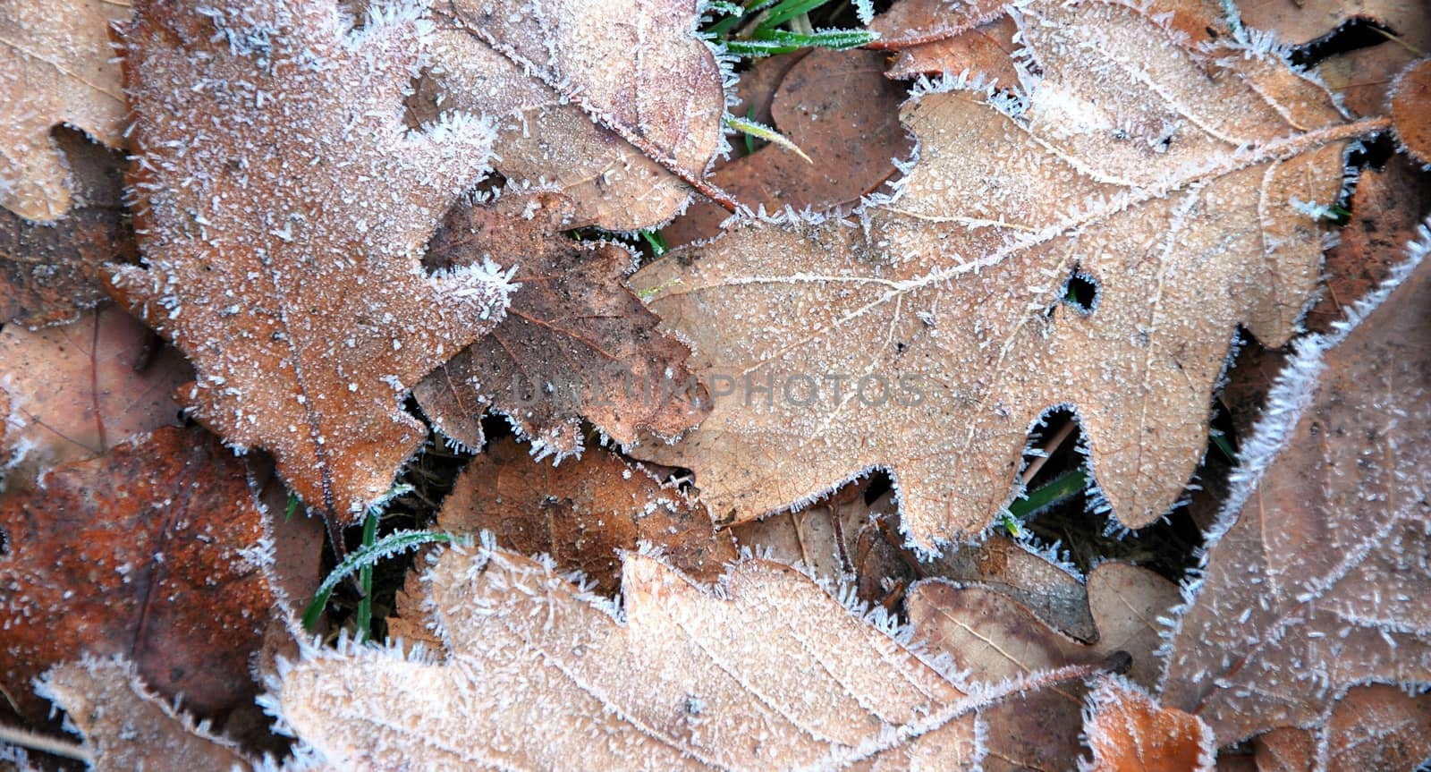 Leafs on the ground by hamik