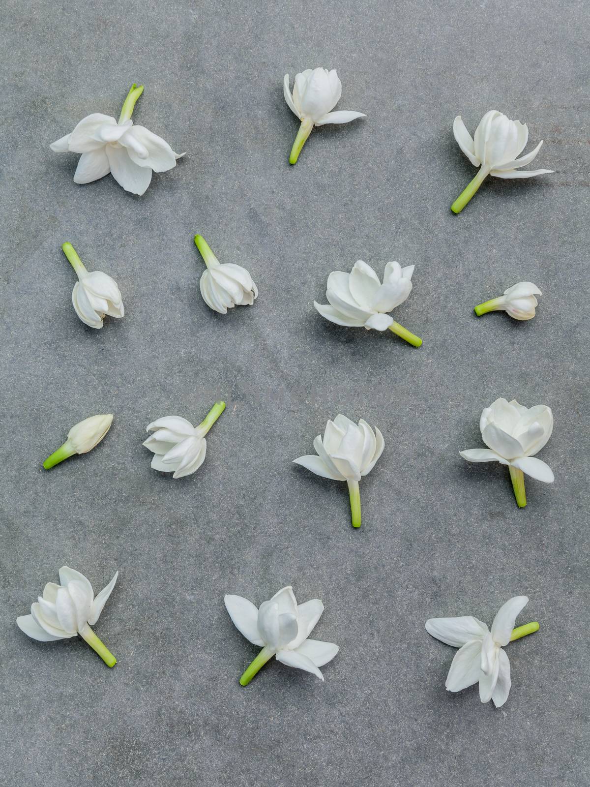 White jasmine flowers on dark concrete background. The delicate rain season flowers.