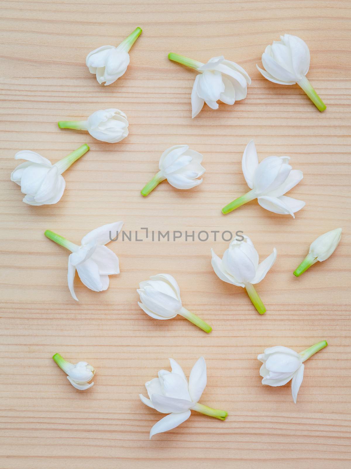 White jasmine flowers on wooden background. The delicate rain season flowers.