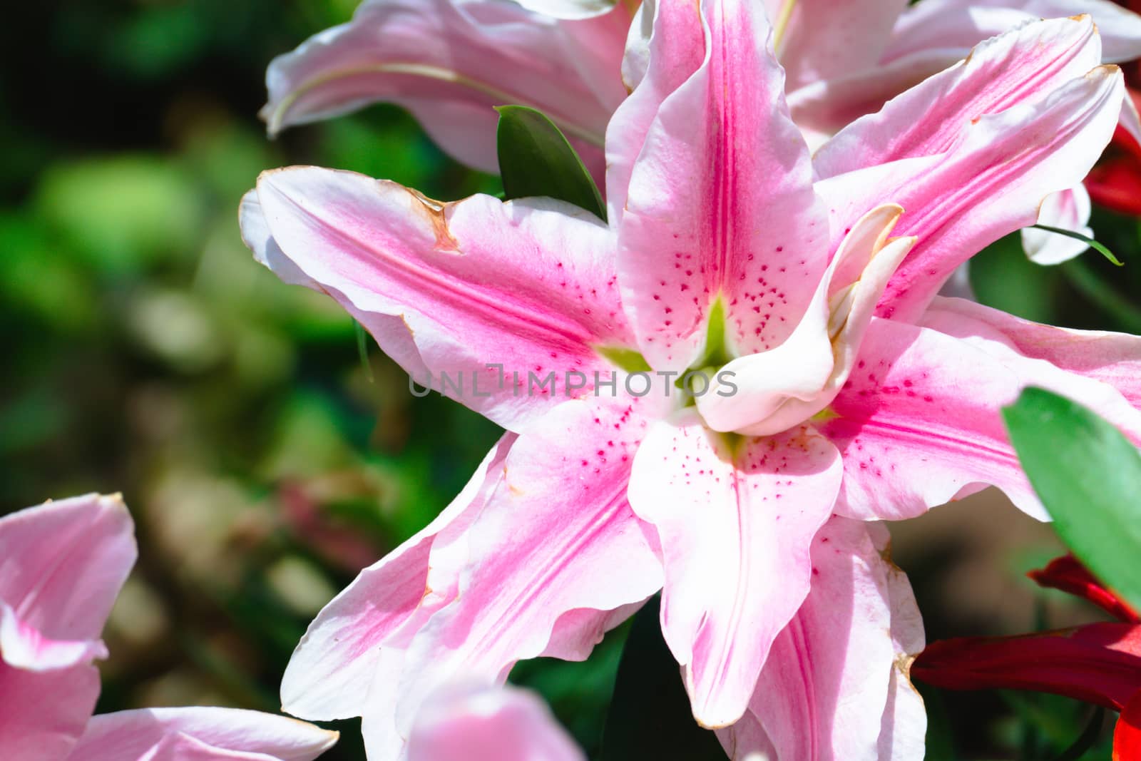 The background image of the colorful flowers by teerawit