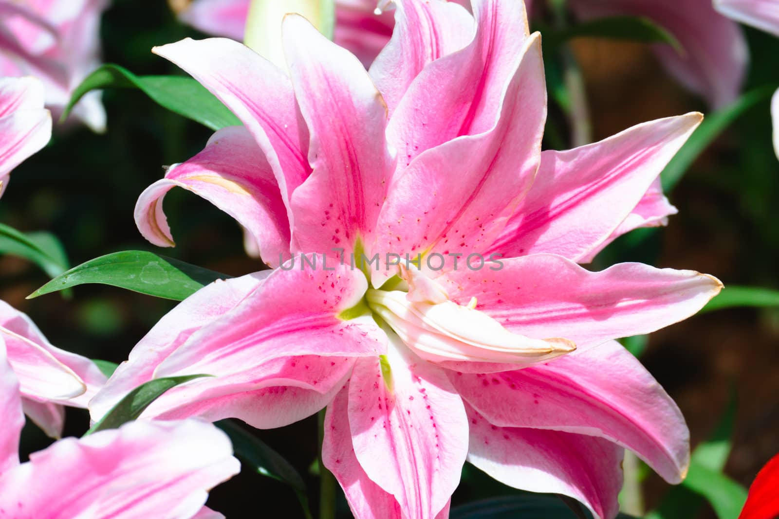 The background image of the colorful flowers, background nature