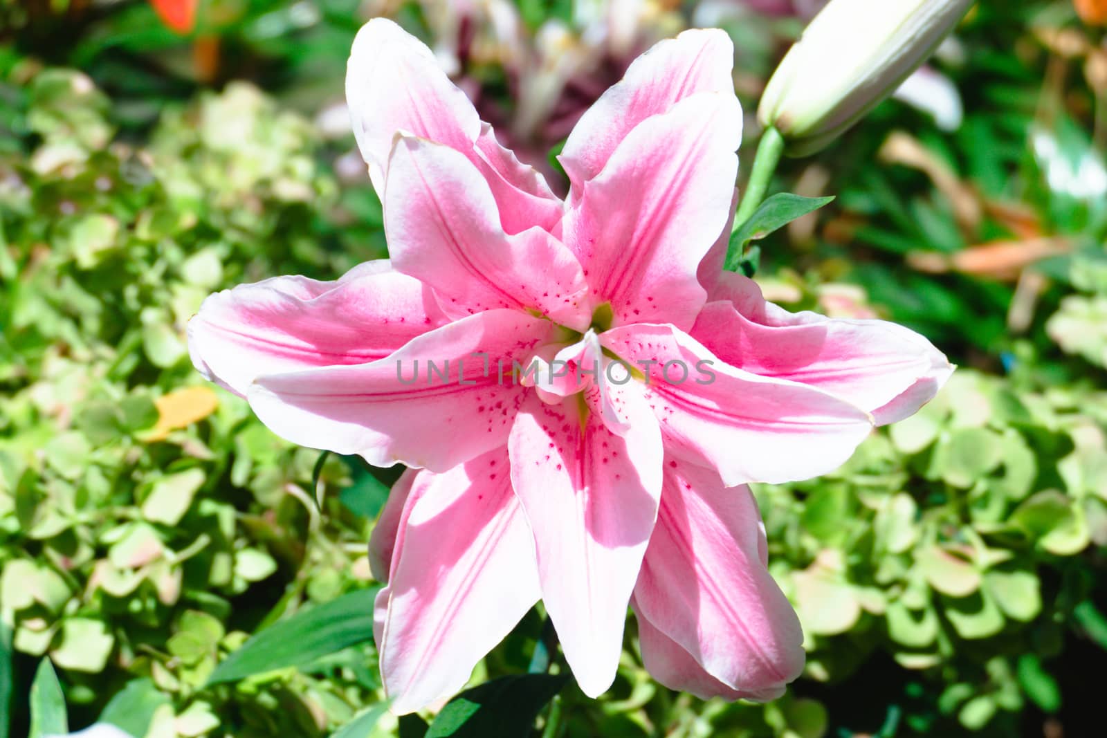 The background image of the colorful flowers, background nature