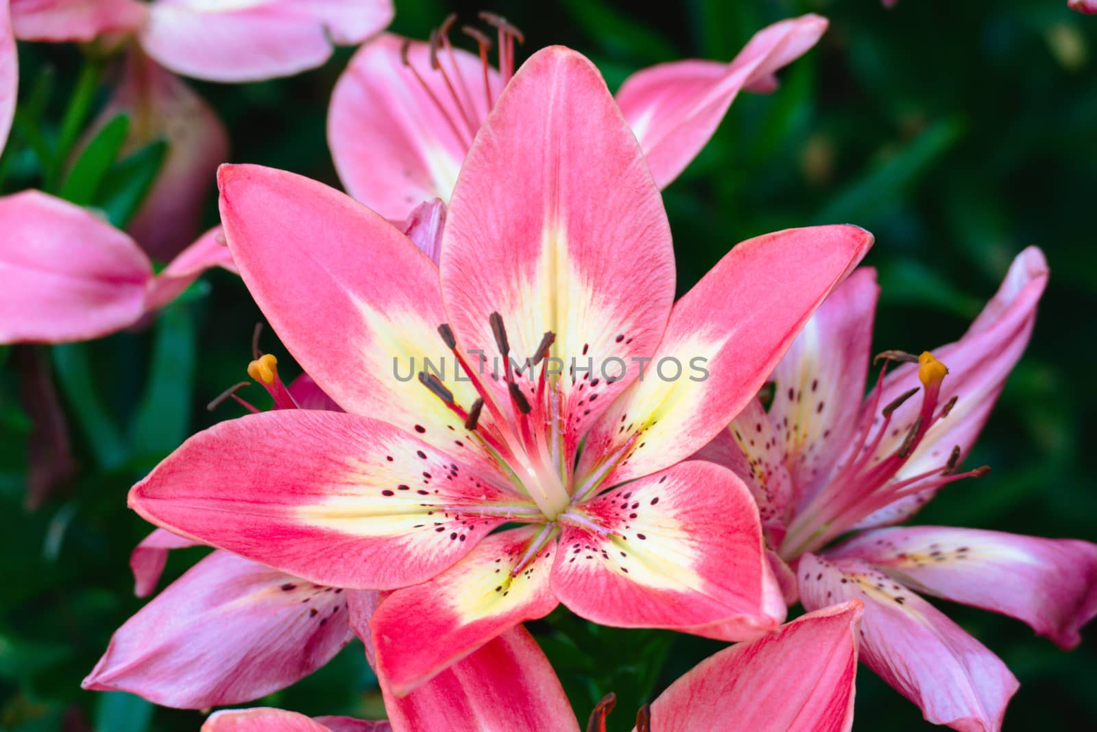 The background image of the colorful flowers, background nature