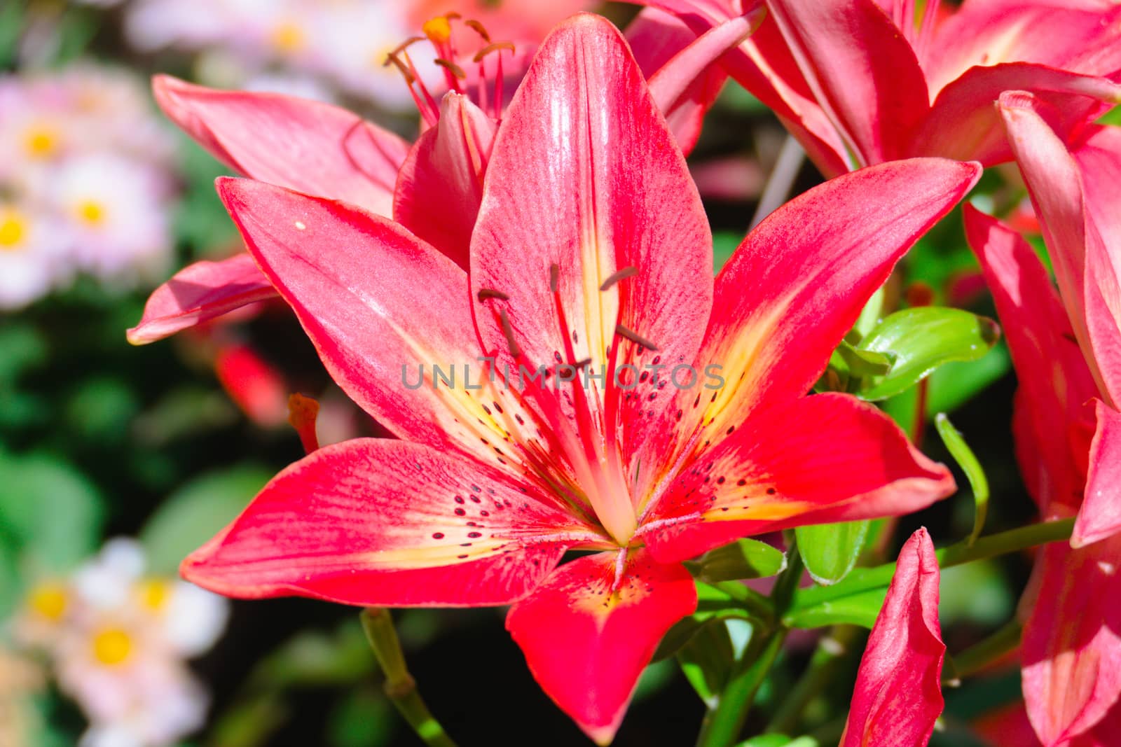 The background image of the colorful flowers, background nature