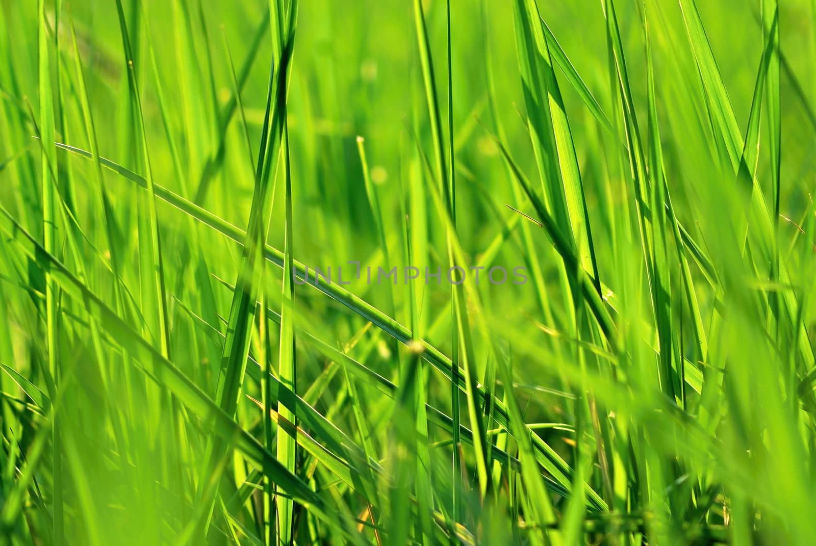 Grass by hamik