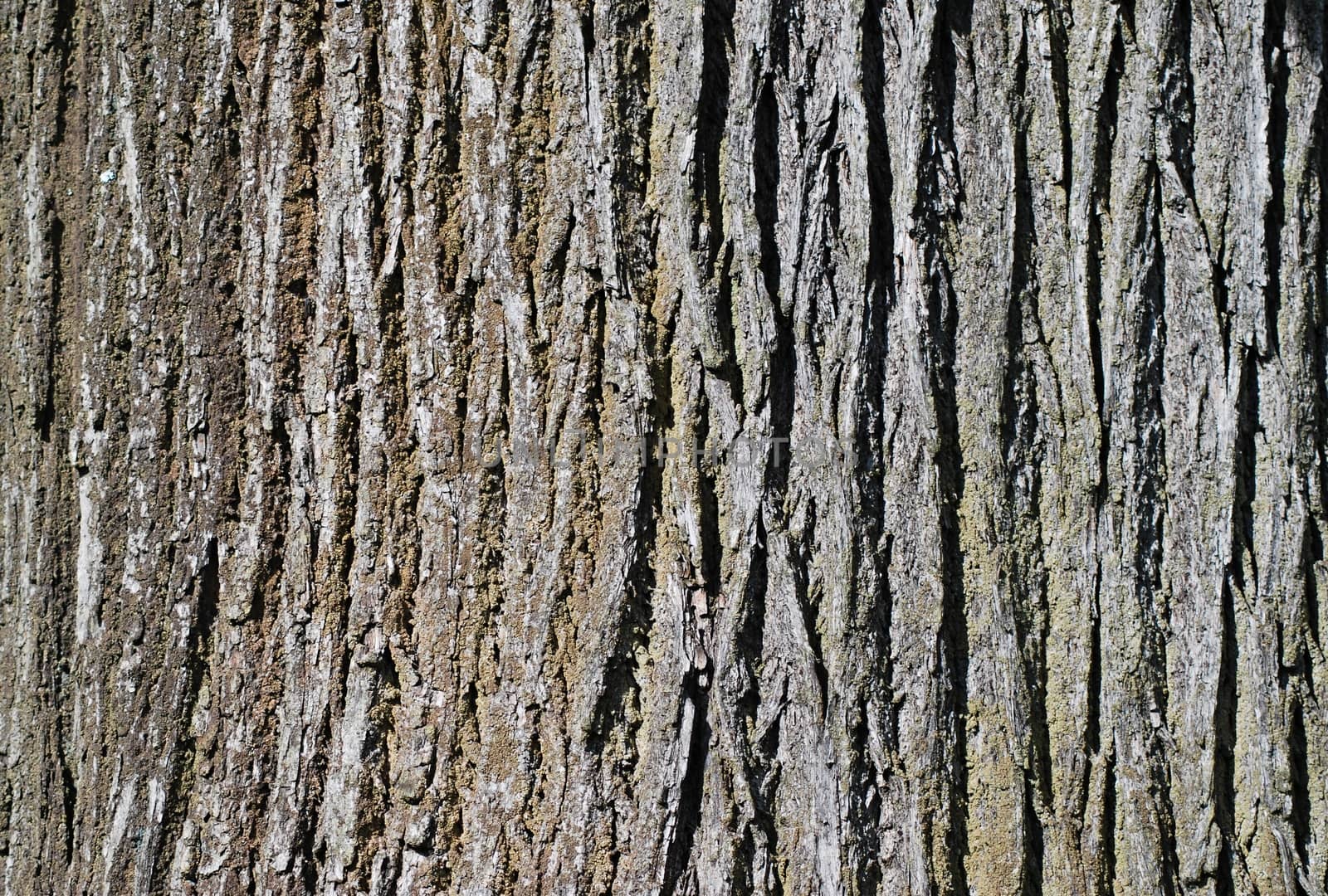 Closeup shoot of bark of old tree.