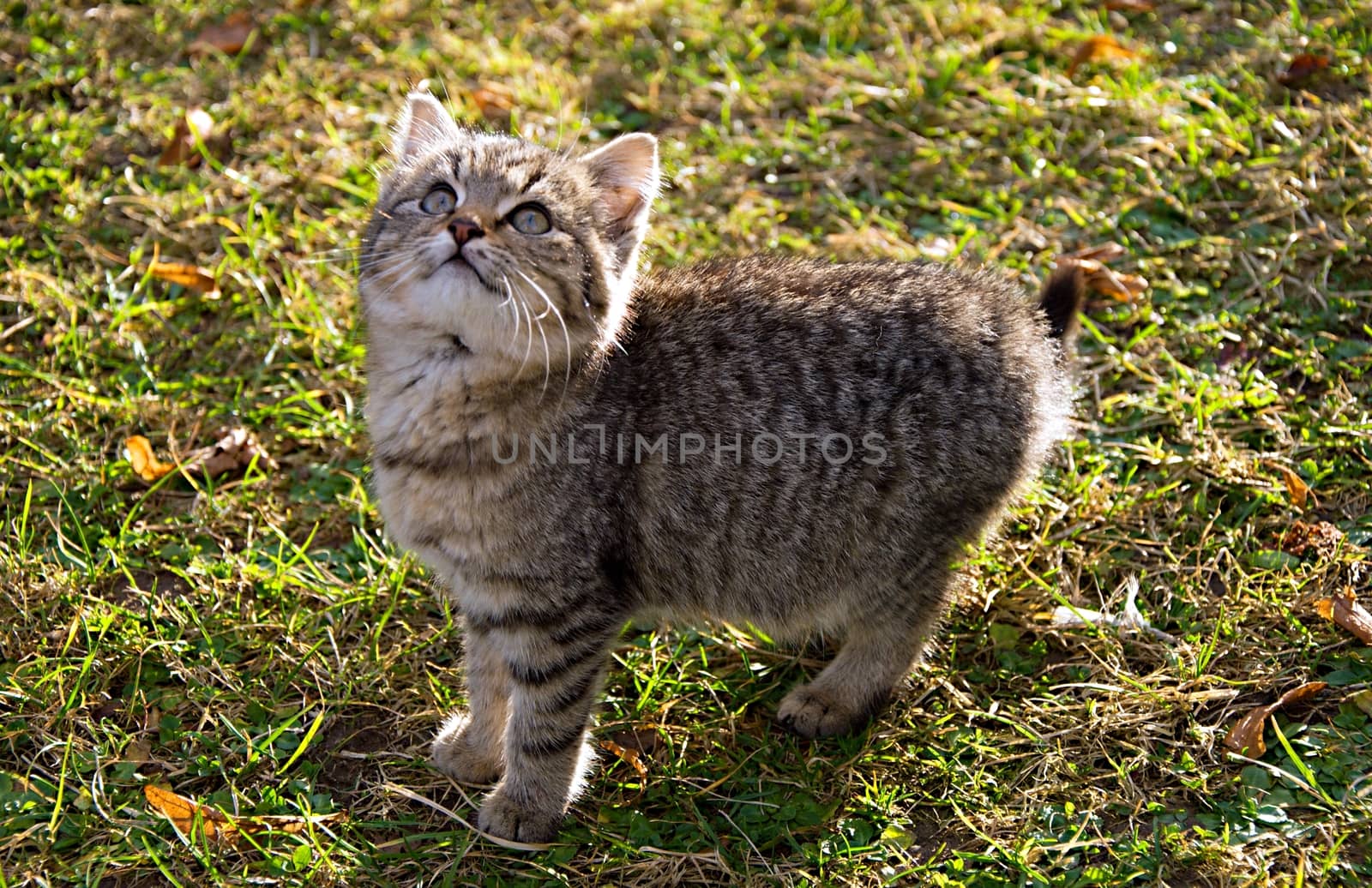 Grey kitten is playing at garden.