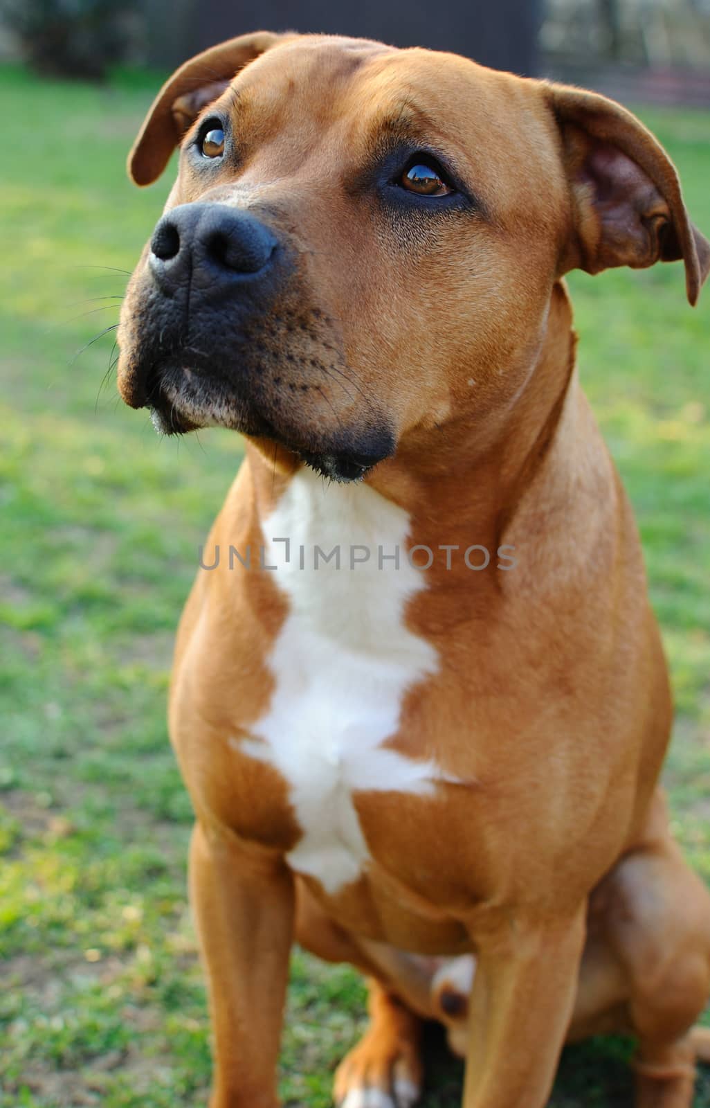 Detail image of head of brown bull terrier.