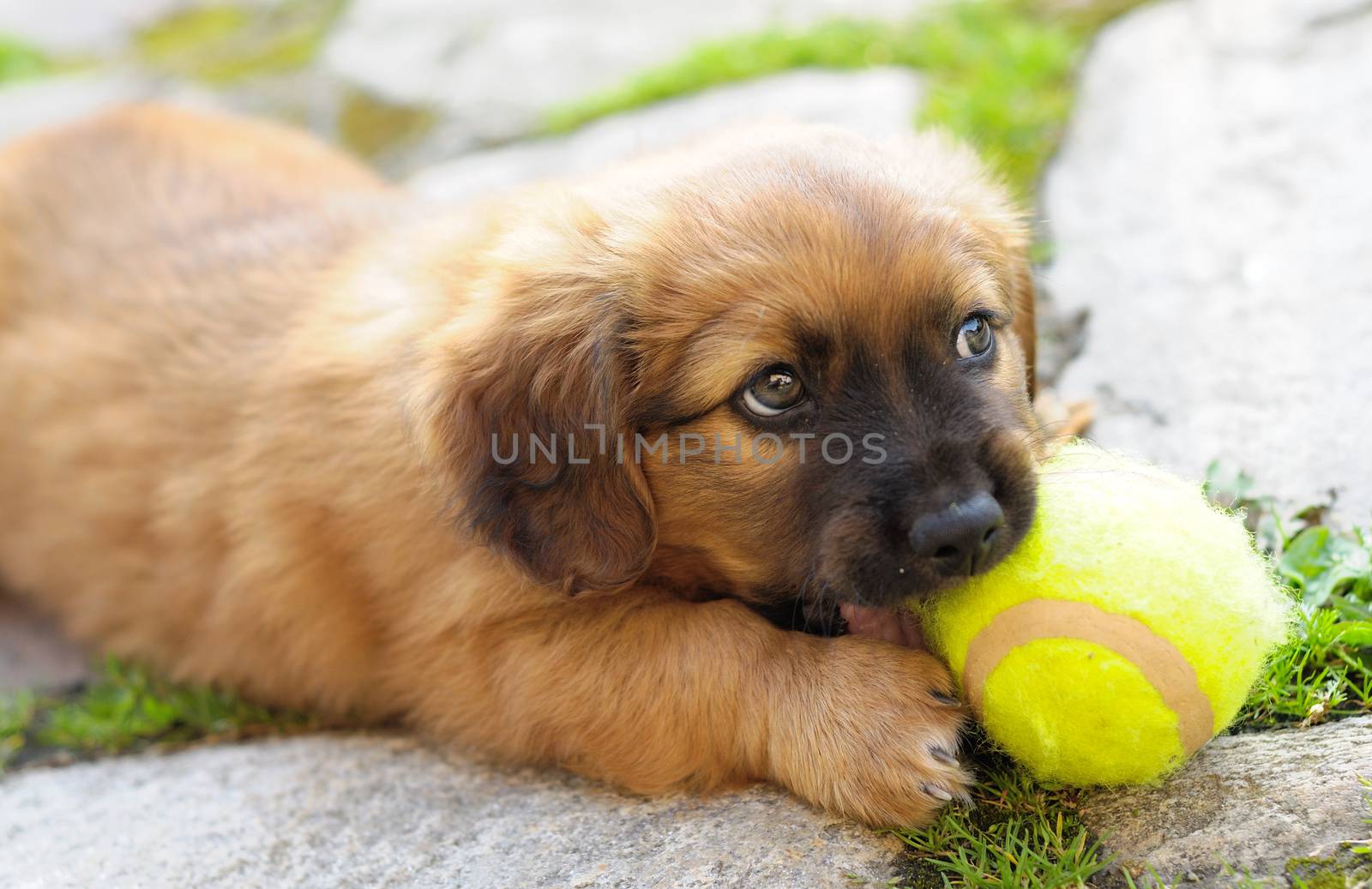 Small brown puppy, old only few weeks is playing with ball.