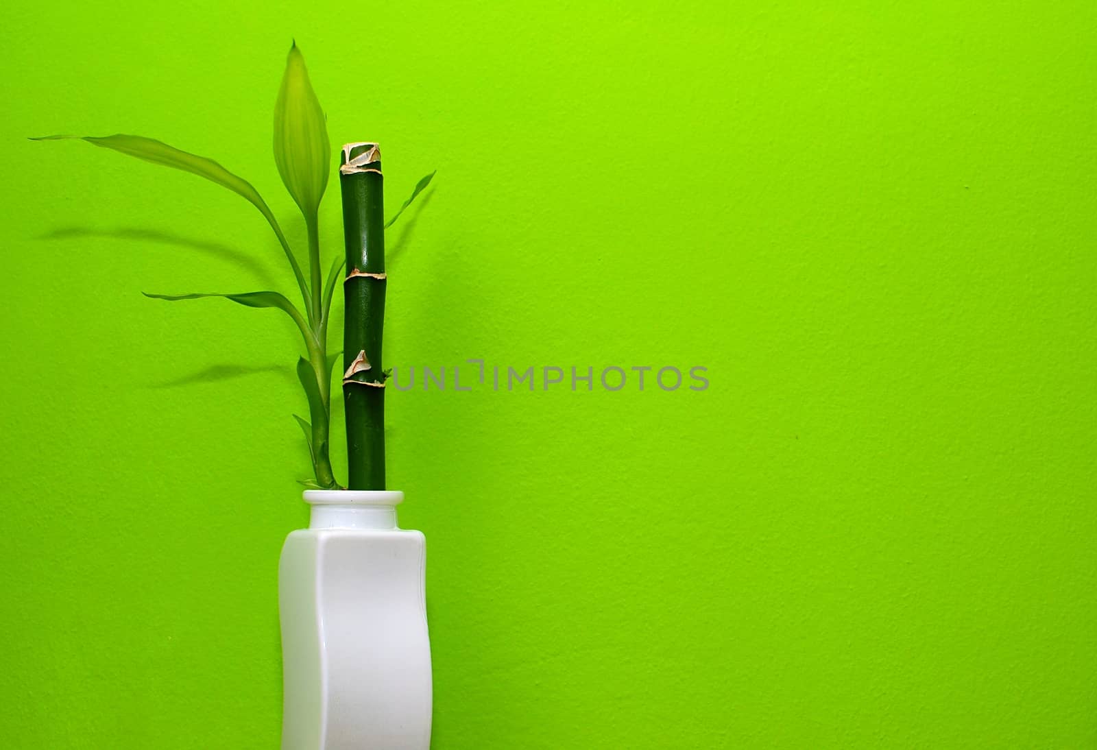 Bamboo in the white vase with green background.