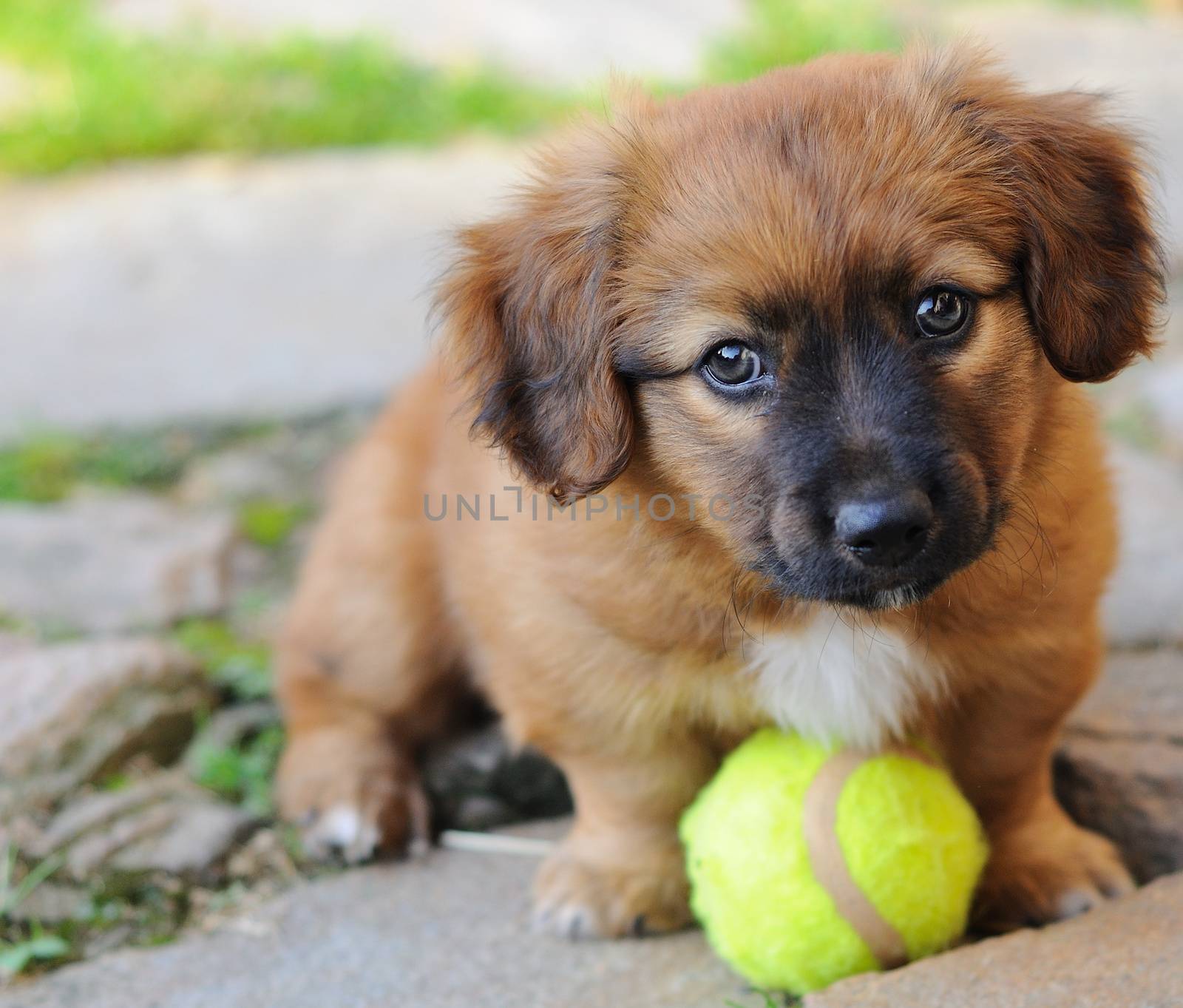 Small puppy  by hamik