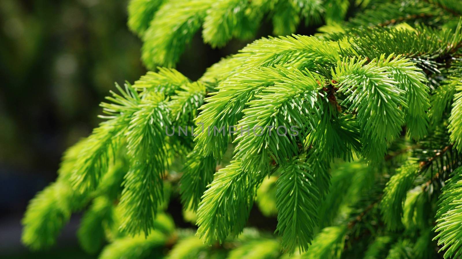 Detail closeup shoot of green branch of common spruce.