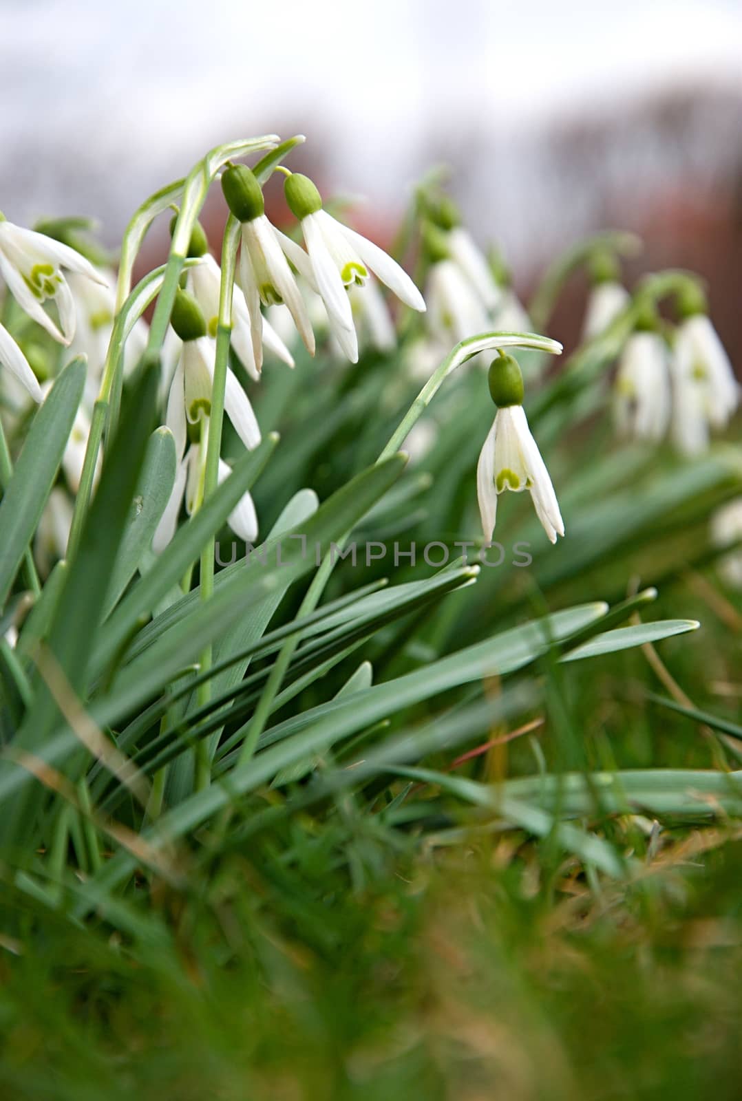 Green snowflake in the garden at the end of winter.