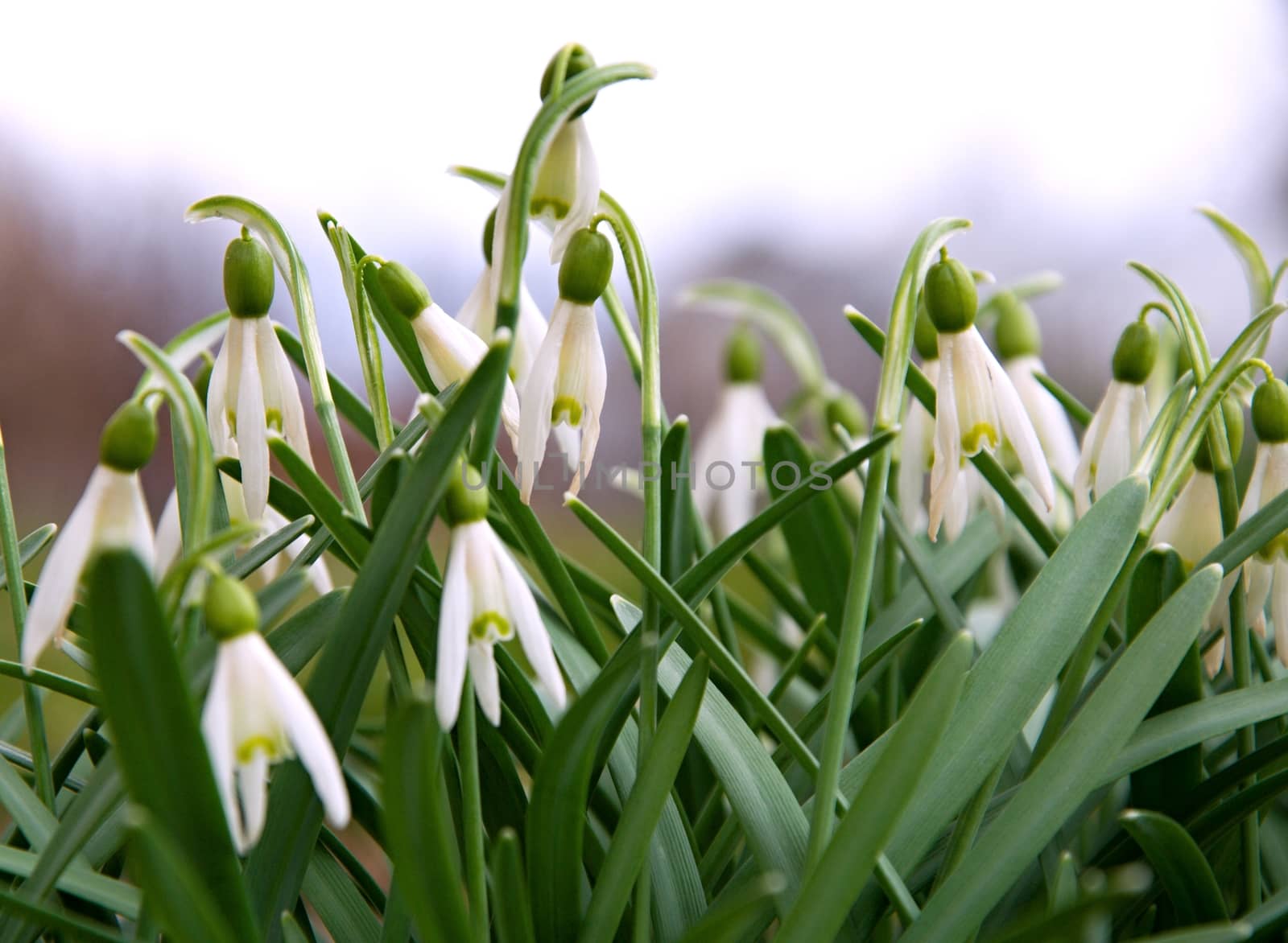 Spring snowflake by hamik