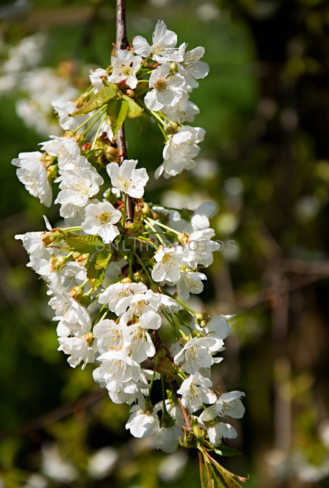 White cherry blossom at spring time.