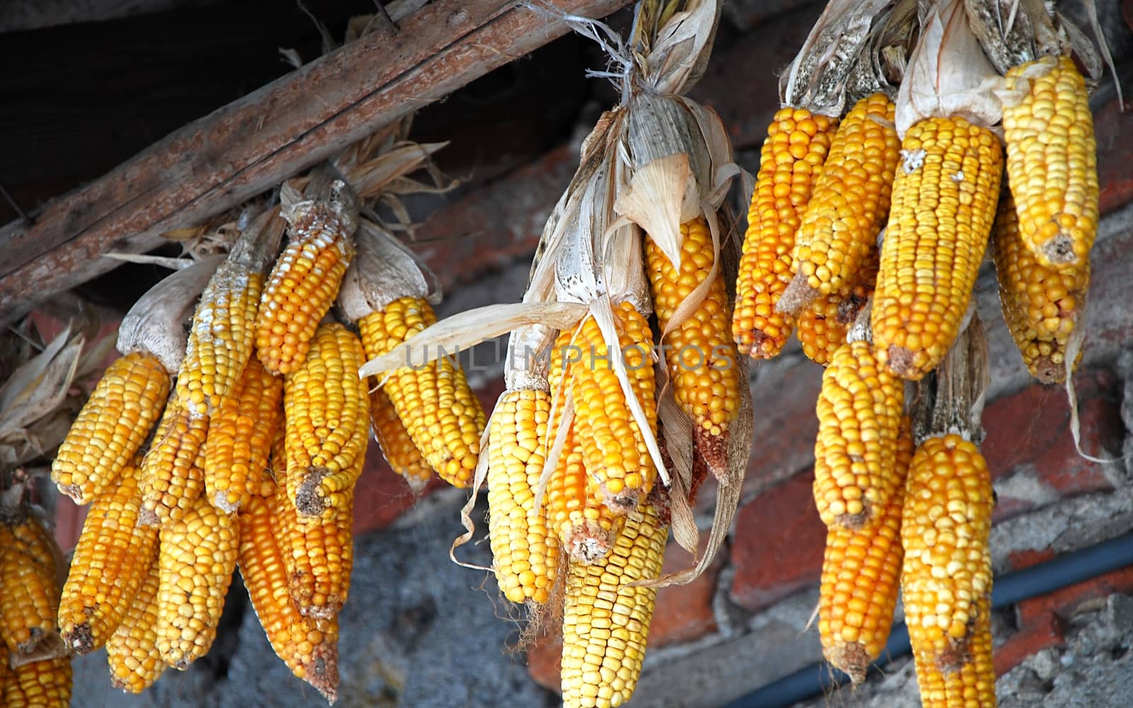 Yellow corn hanging on the rod after harvest.