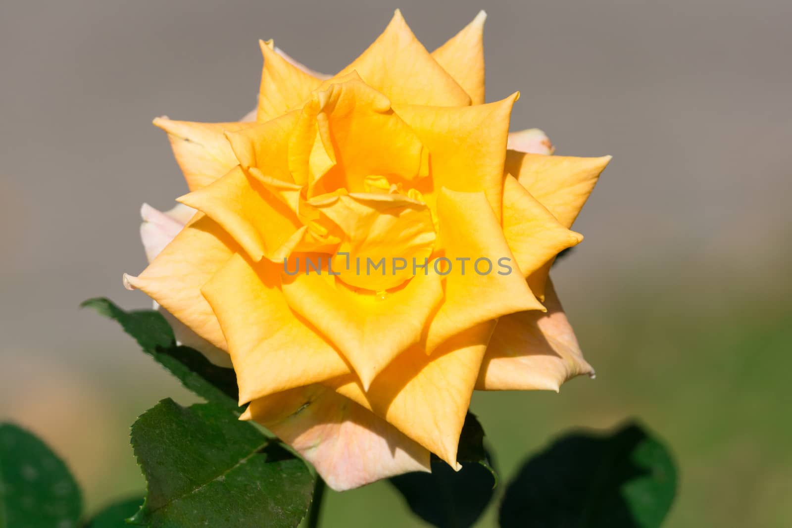 The photograph shows a blooming yellow rose