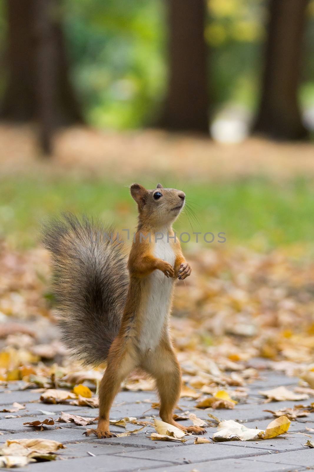 the photograph shows a squirrel on a tree