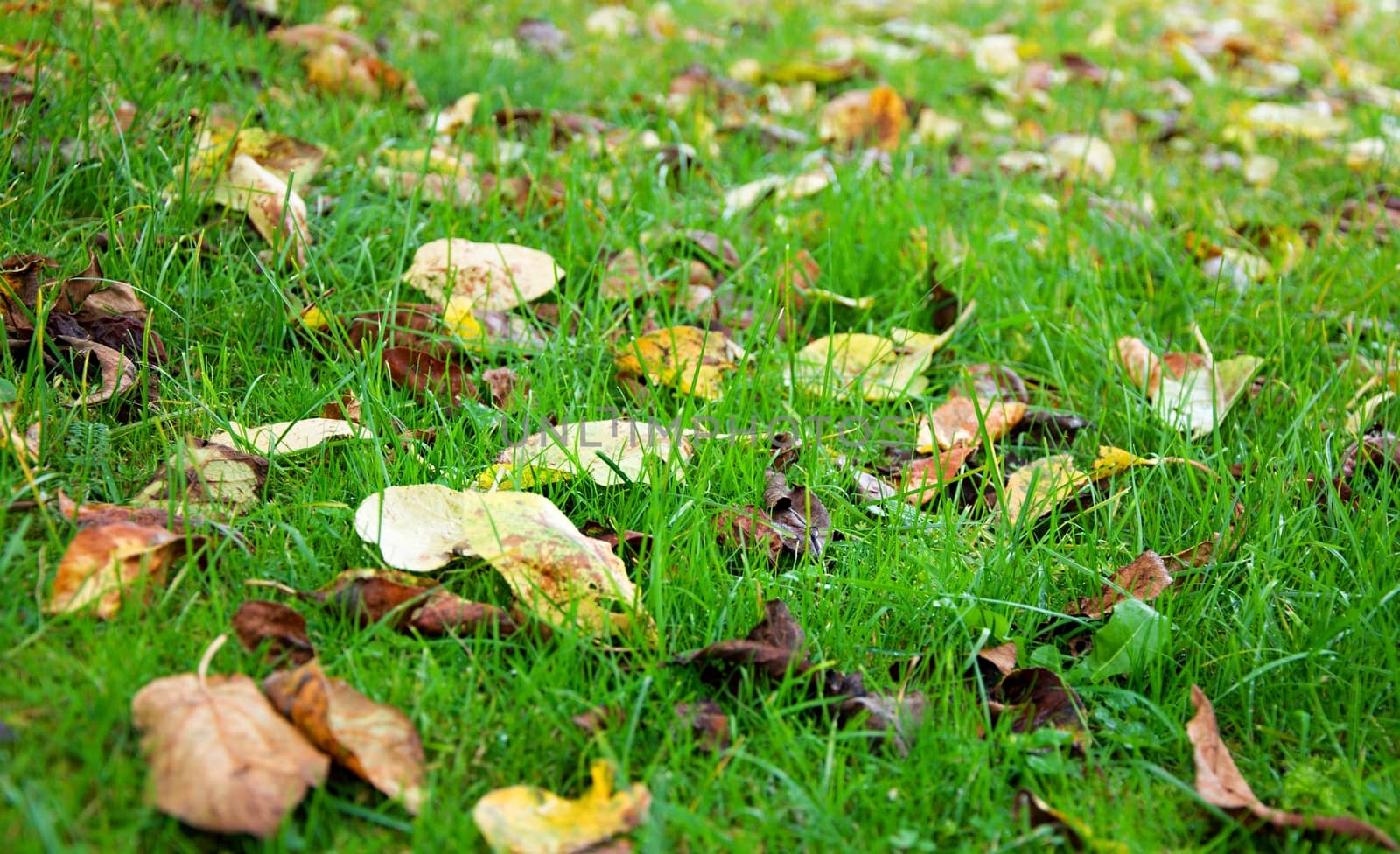 Grass with leaves