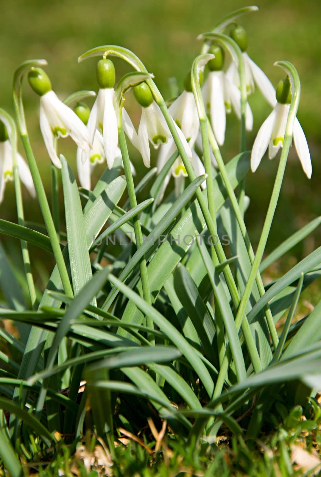 Green snowflake in the garden at the end of winter.