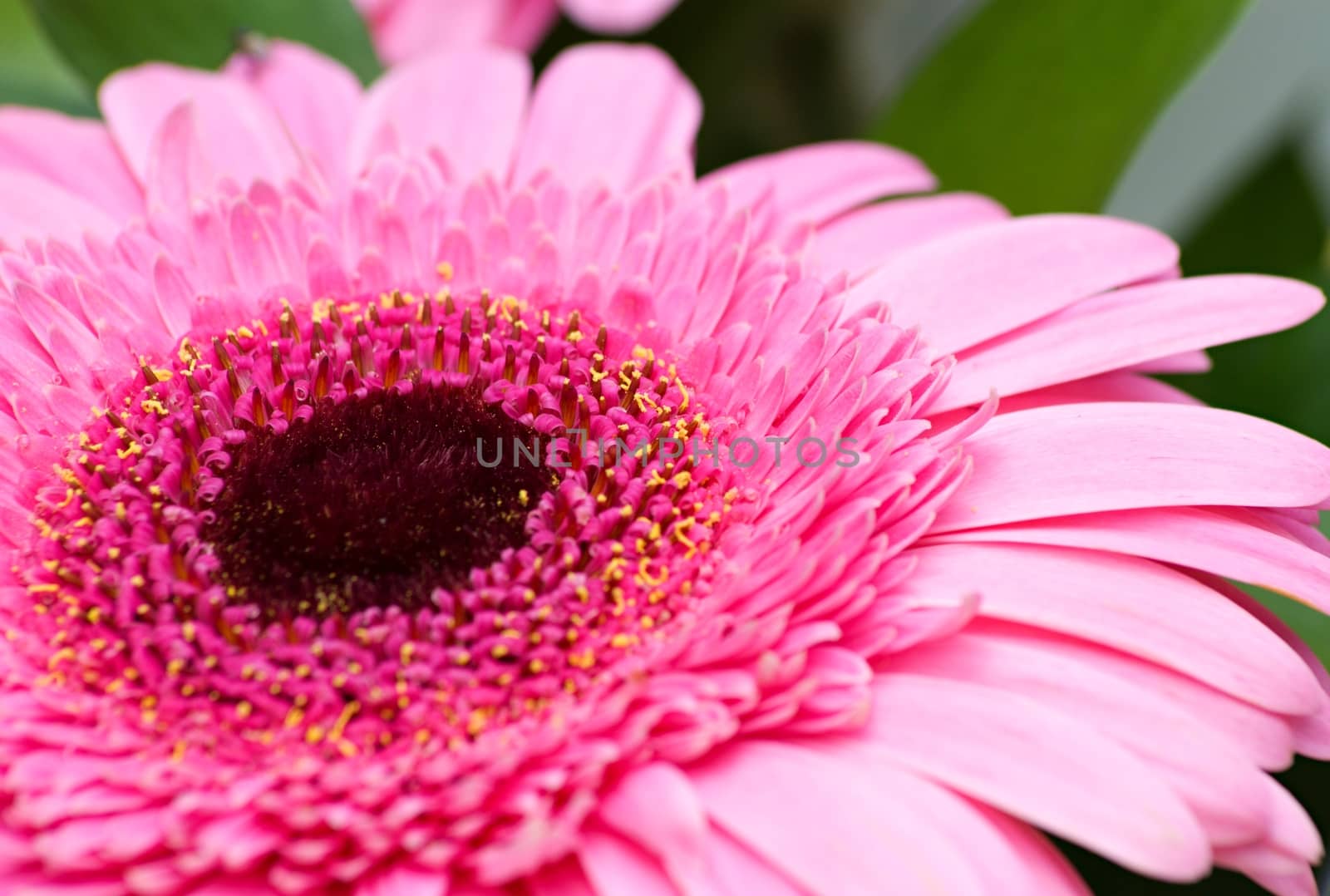 Detail image of blow of pink gerbera with green background.