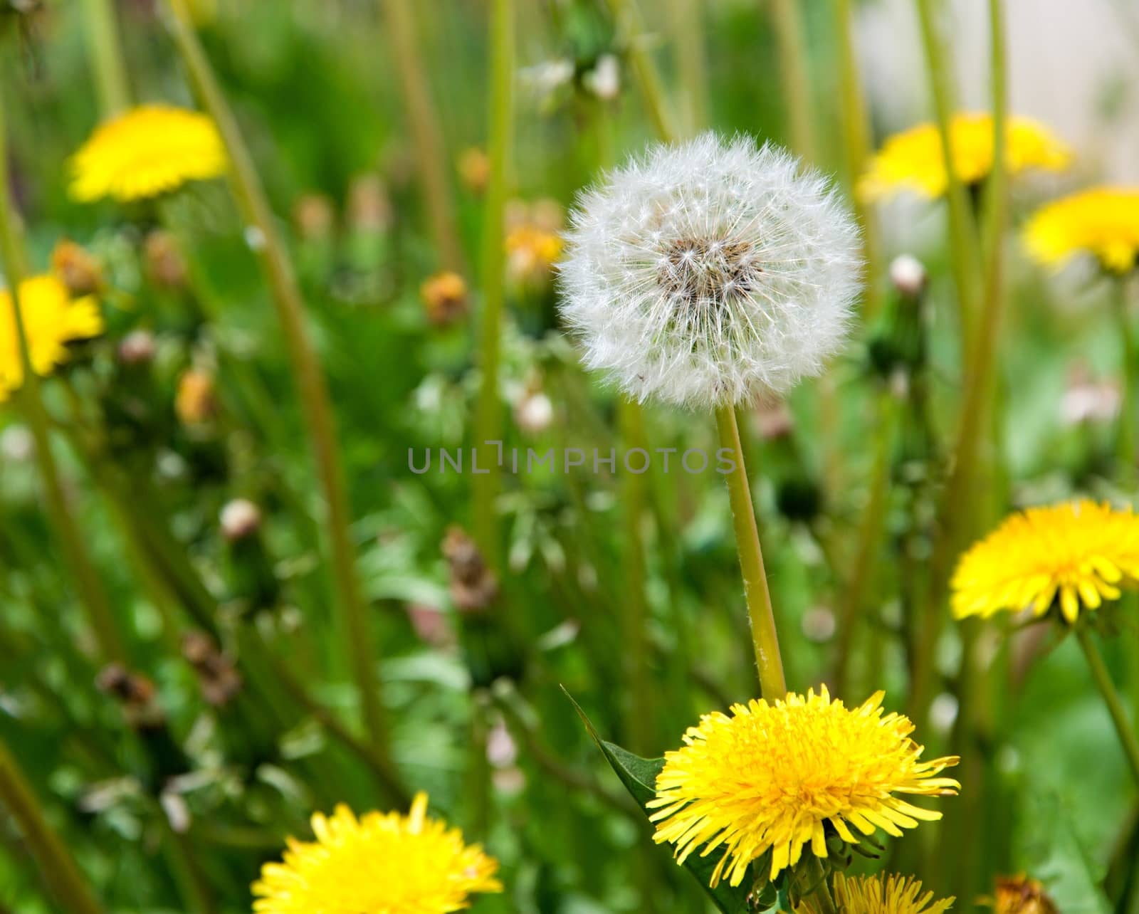 Detail image of white dandelion.