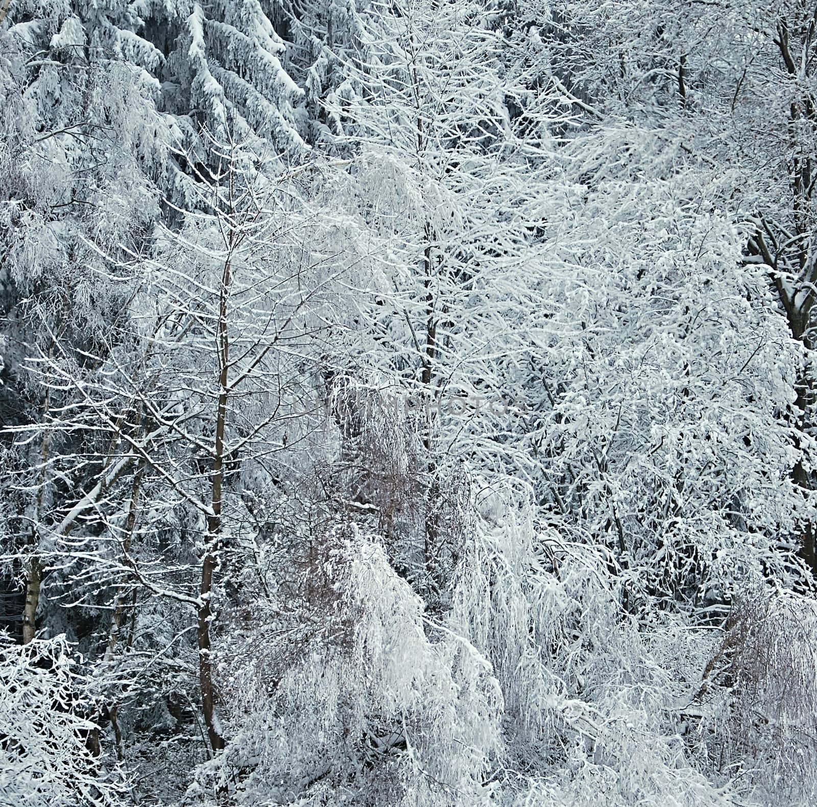 Dark forest covered by snow.