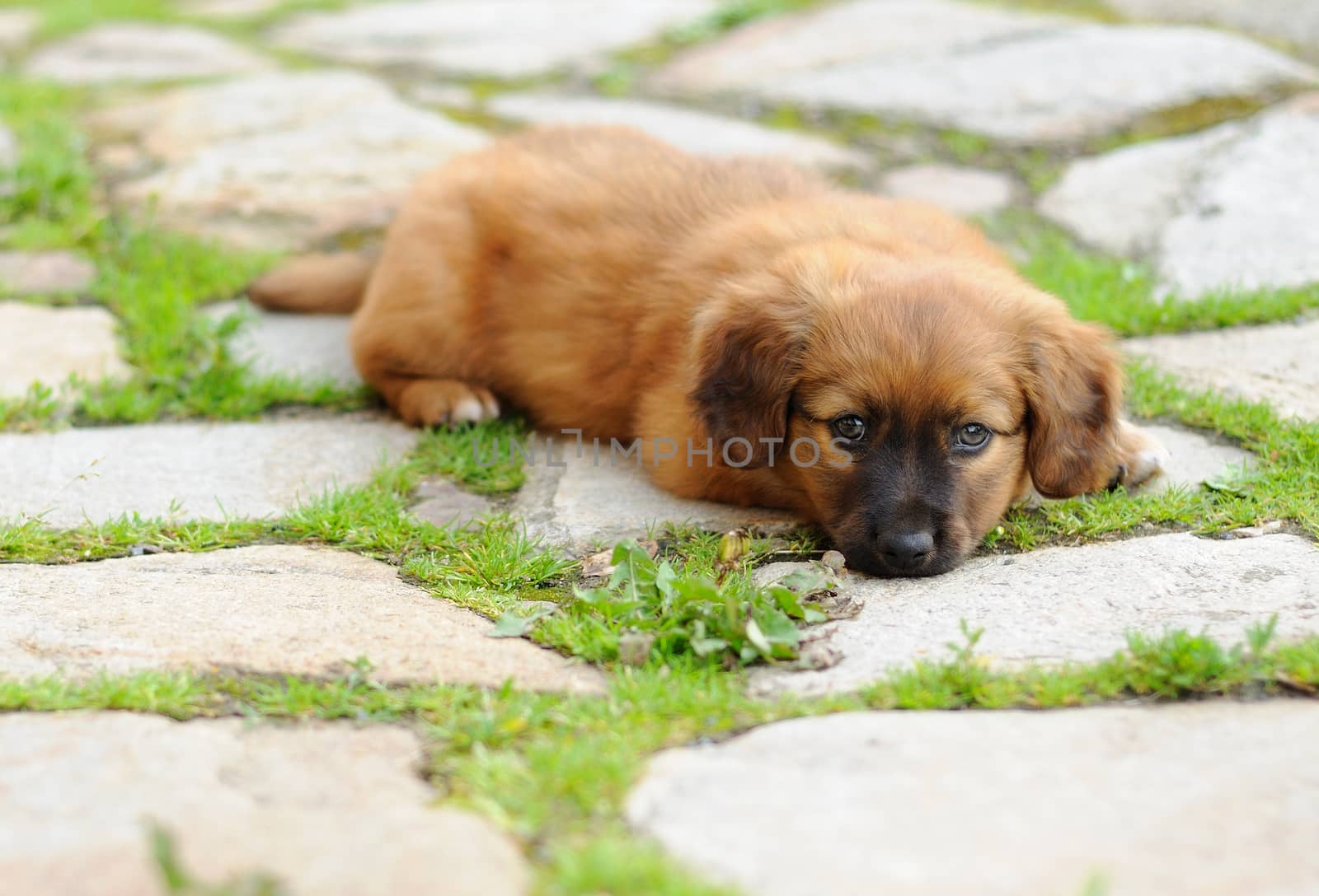 Small brown laying relax puppy, old only few weeks.