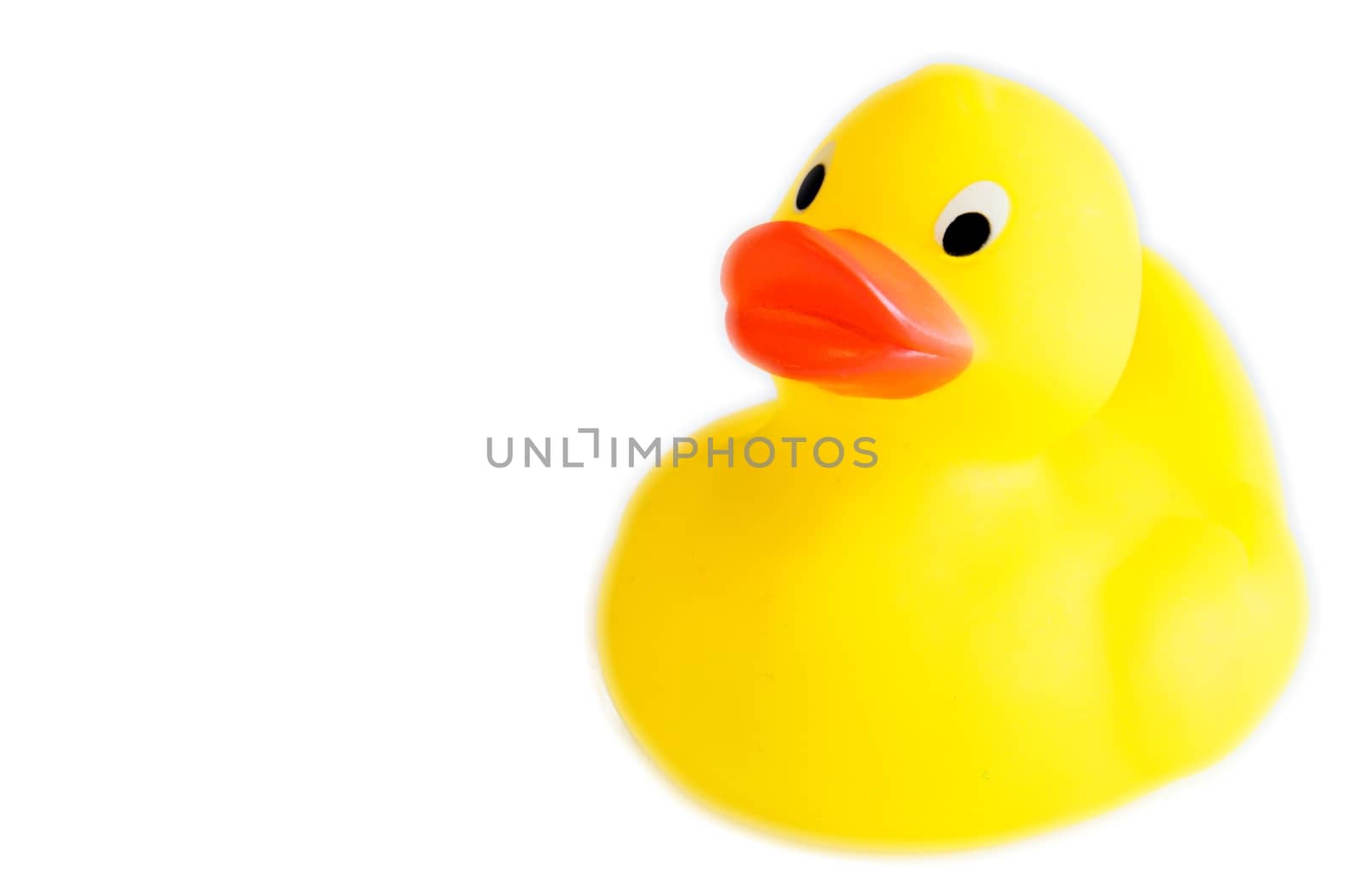 Classic yellow plastic duck with white background